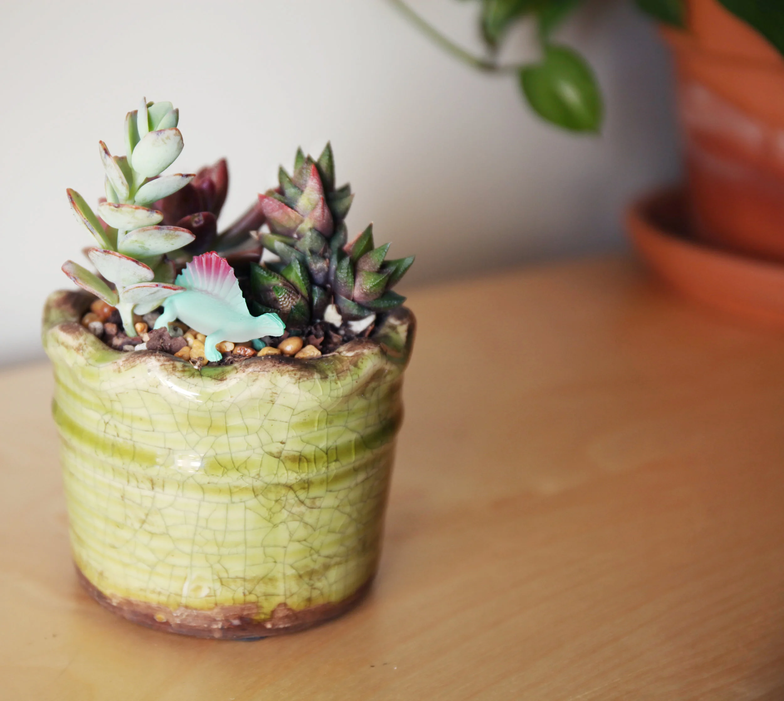 rawr for haworthias