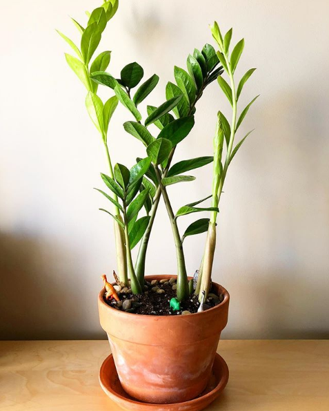 ZZ PLant