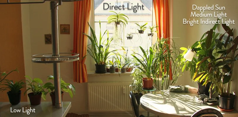 Our Favorite Low Light Plants Leaf Me Alone Plant Club