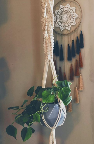 Philodendron - Heart Eyes for Heart Shaped Leaves