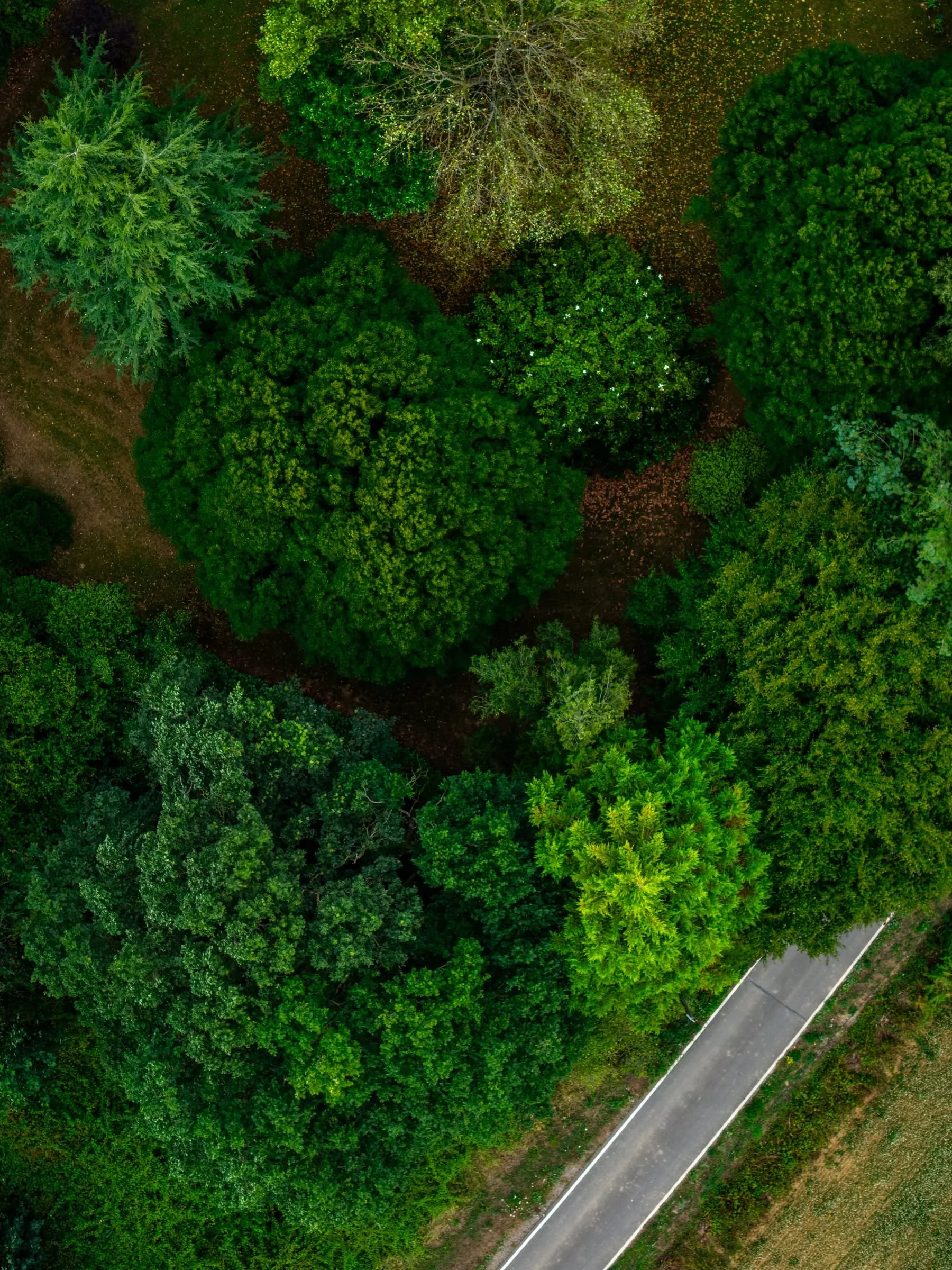 Where Pavement Dreams