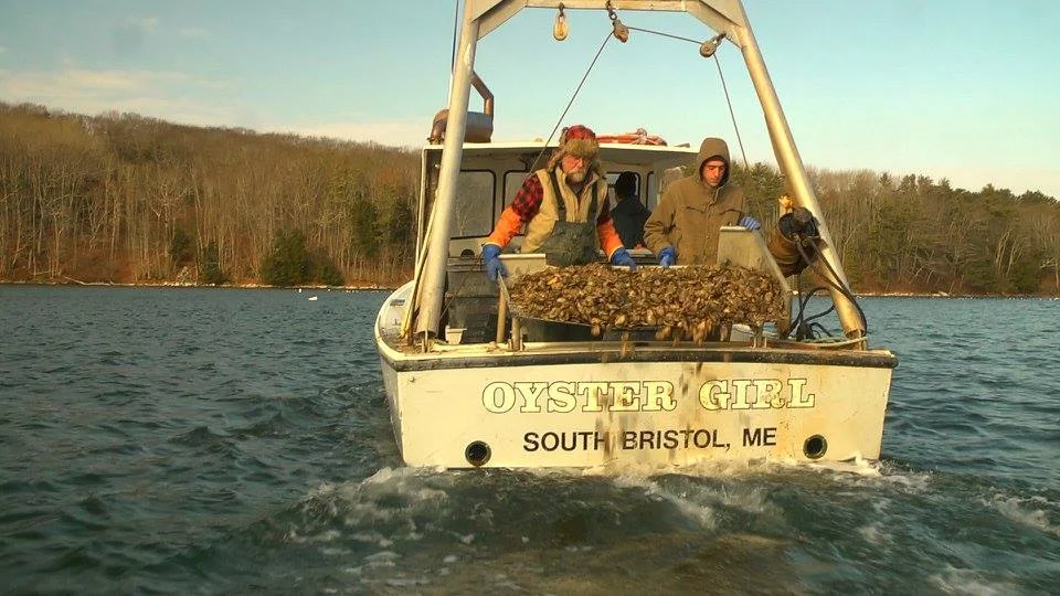 Why do we think the Damariscotta growers produce the best oysters in the world?