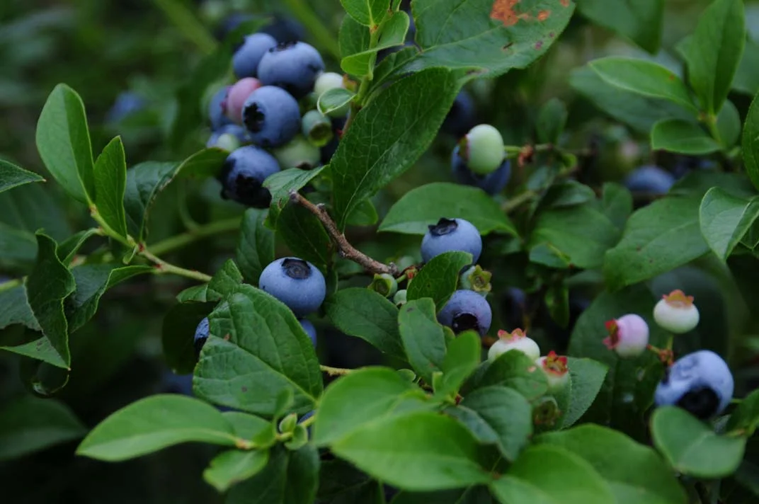 BlogPhotoSummerBlueberryBushElkins2013.jpg