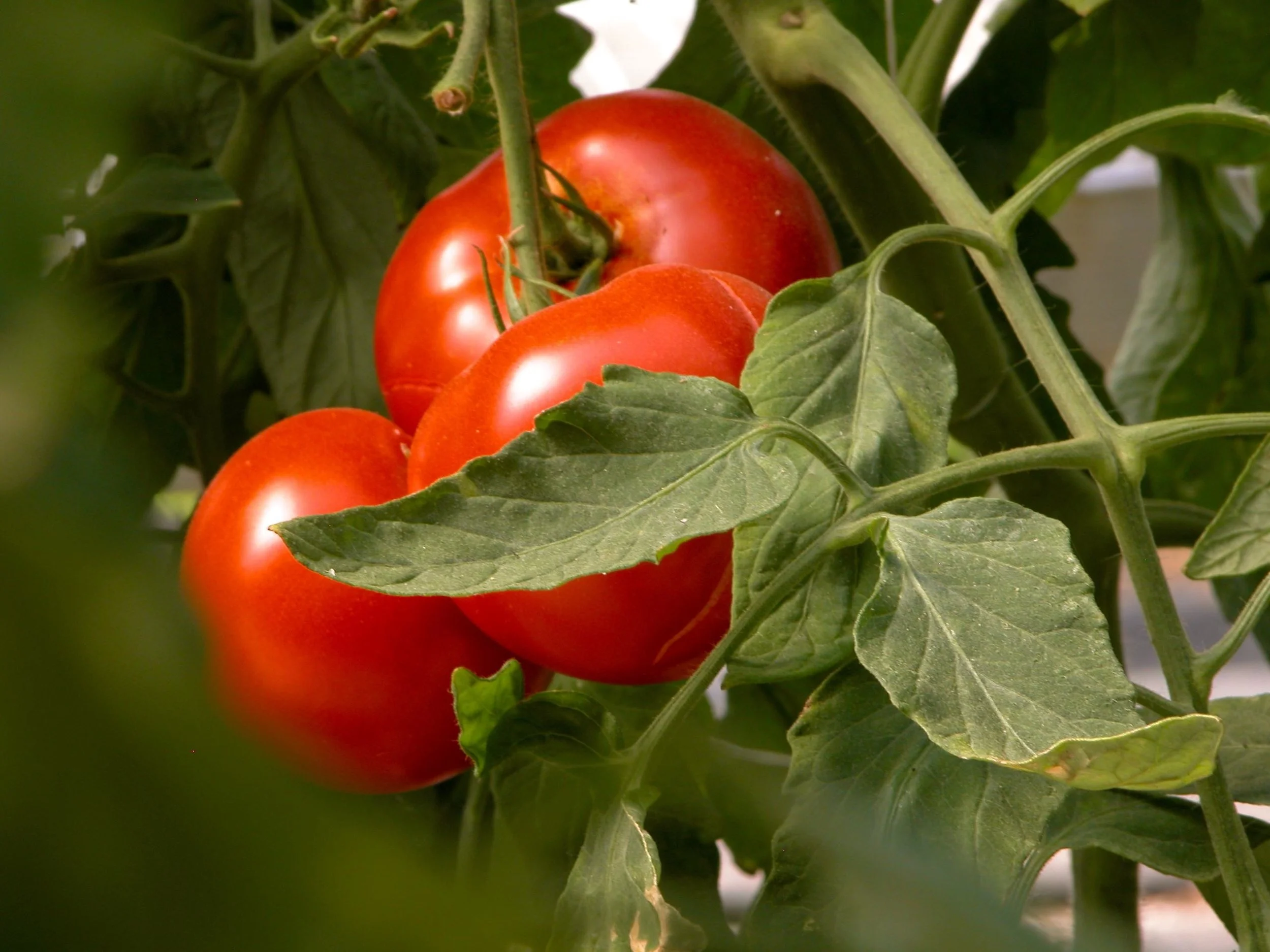 Edgewater tomato.jpg