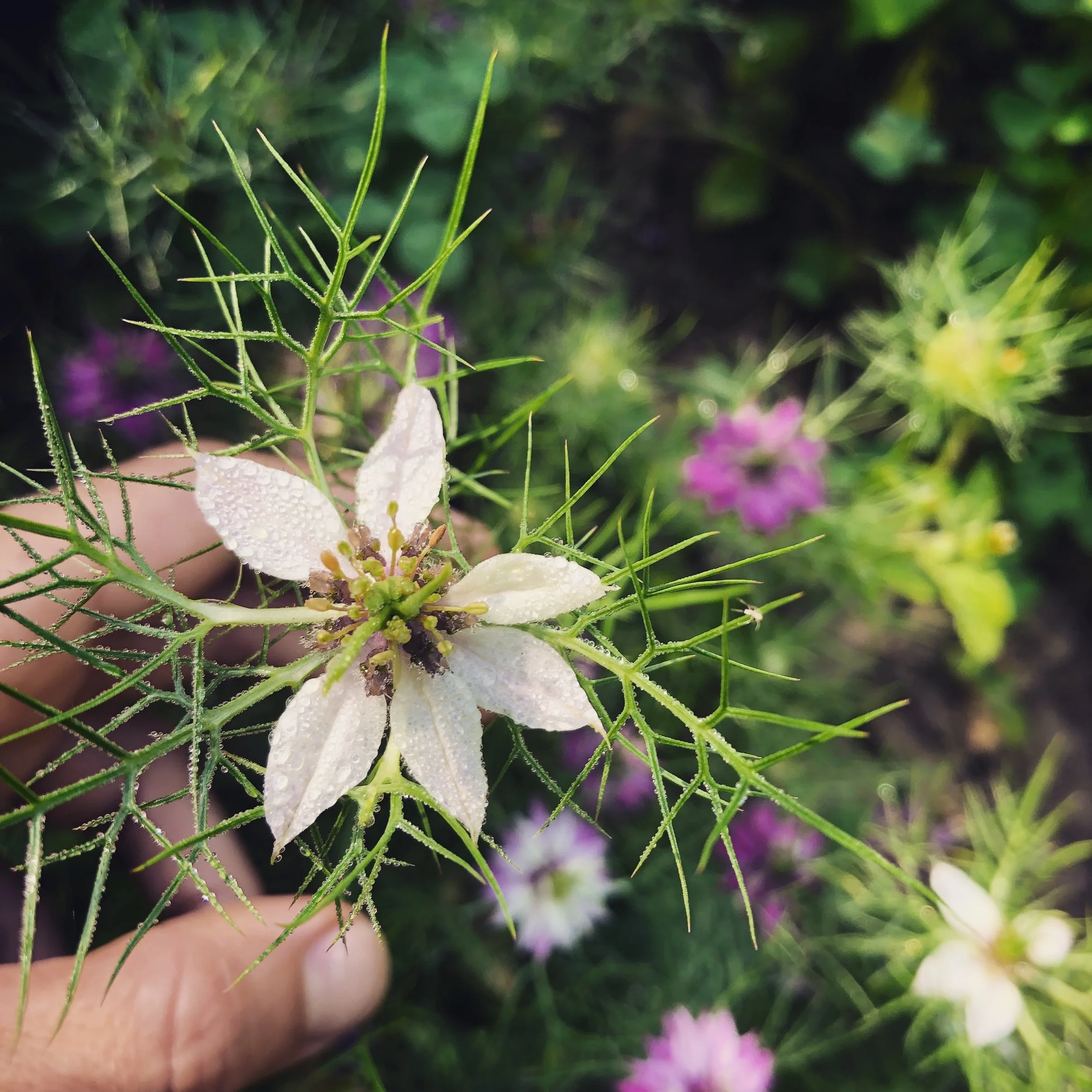 Love in the Mist Flower.jpg