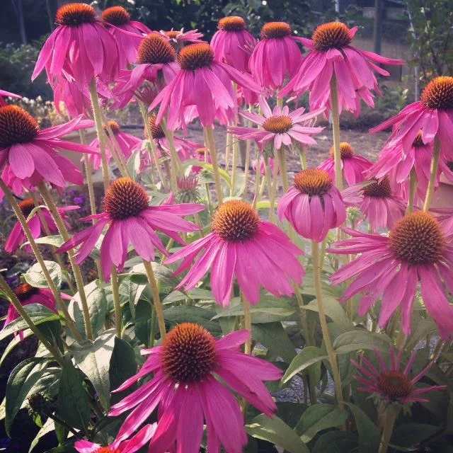 Cone Flowers.jpg