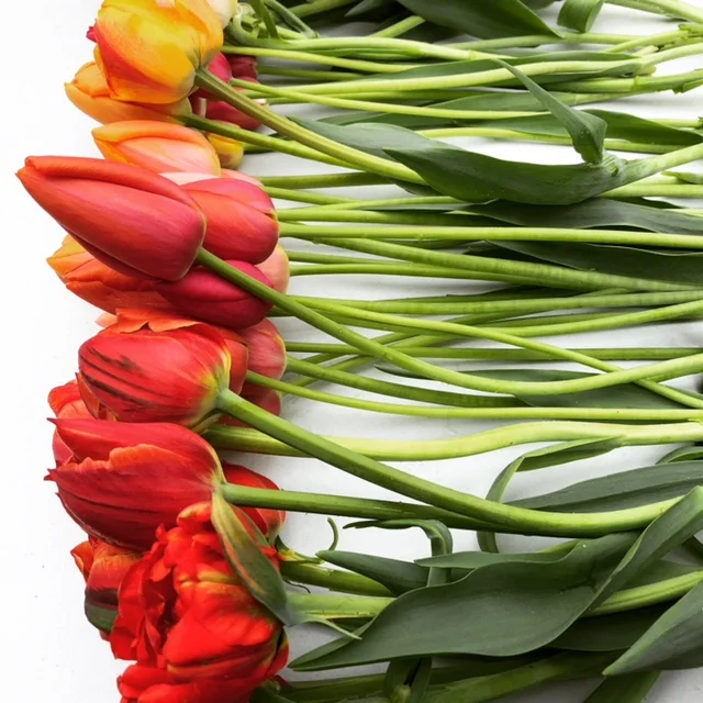 Tulips 1.jpg