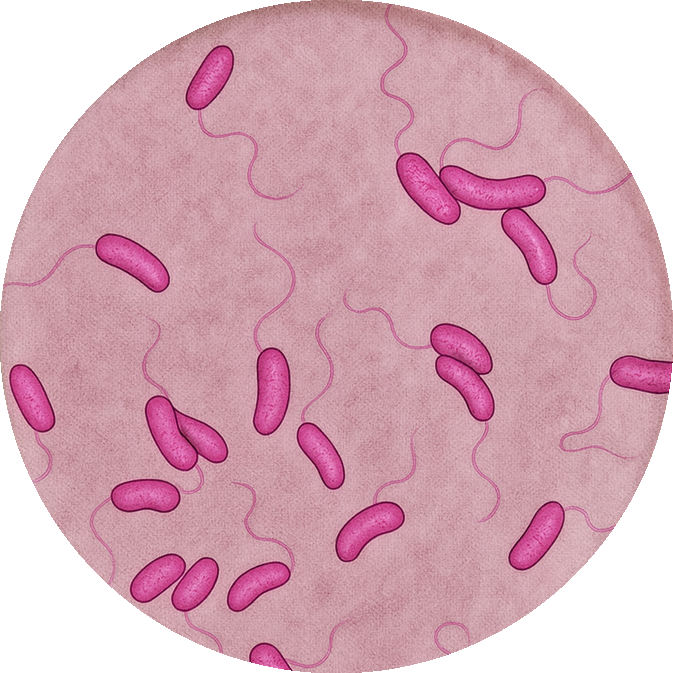 Cholera