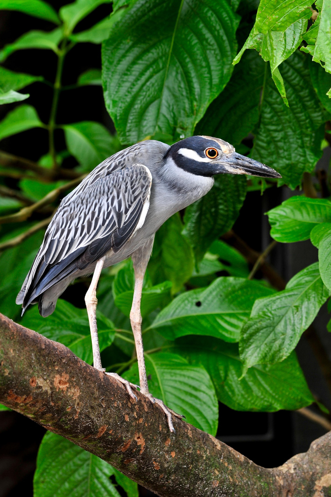 Night Heron 3411911955_d738fe4b98_b.jpg