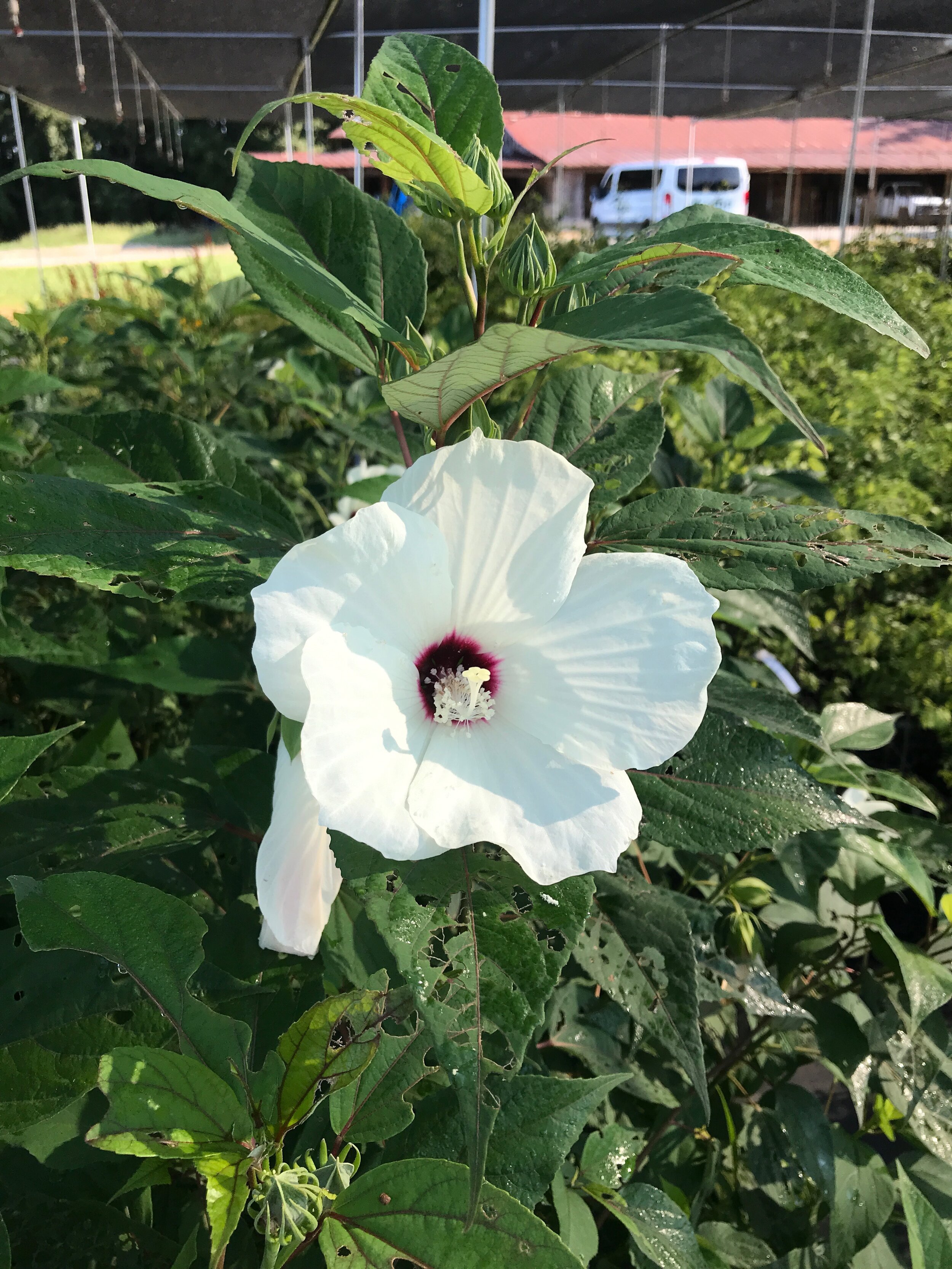 Hibiscus.JPG