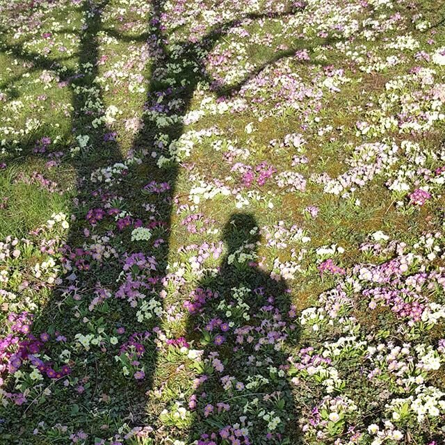 Beautiful day !!!
Beautiful  garden!!! #jardin_prive 
#Printemps
#nature
#primavera
#fleursdesaison 
#couleur
#inspiration
#tapisdefleurs 
#profitezdechaqueinstant 
#beautifulgarden