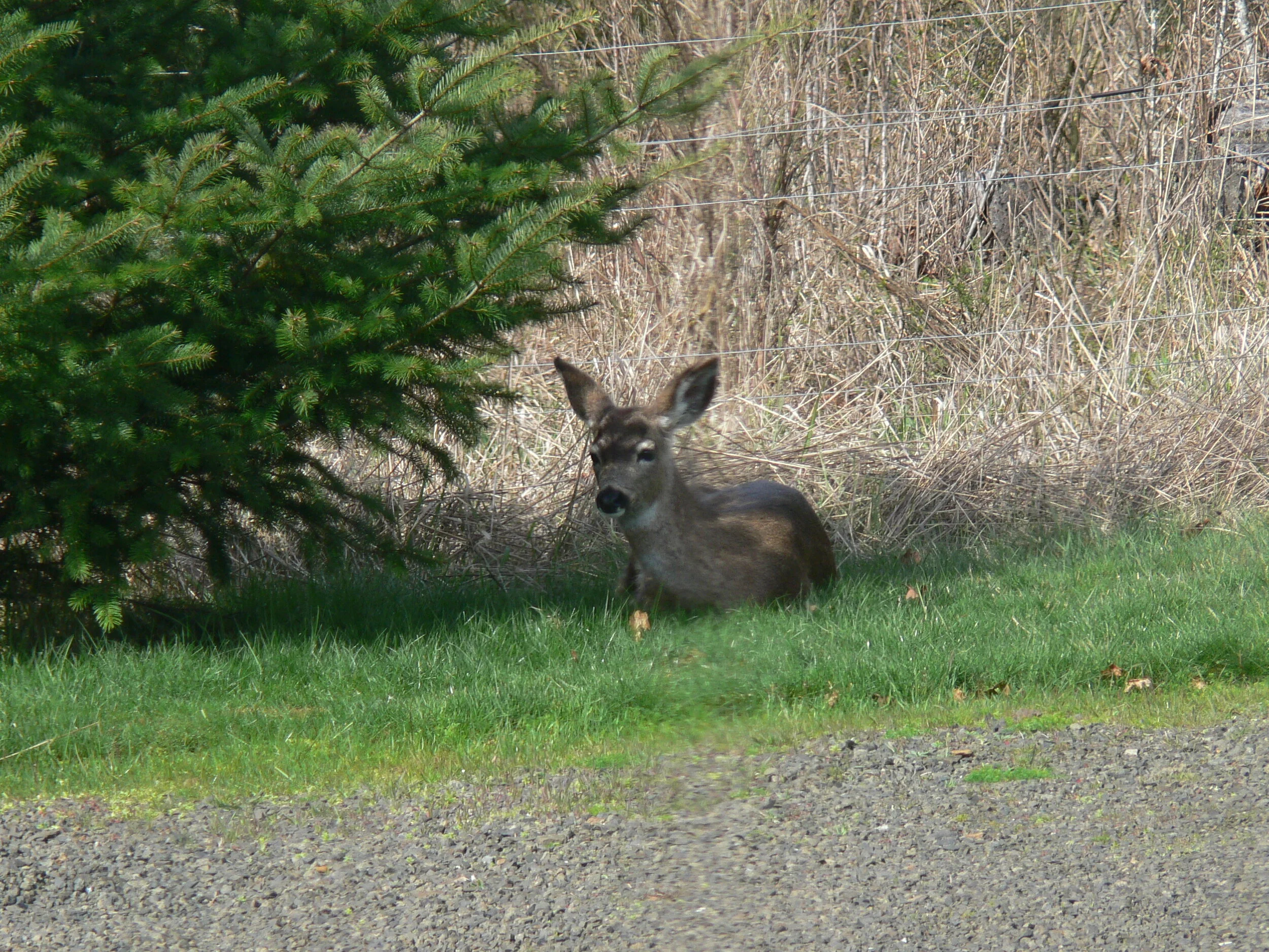 Deer Resting.JPG