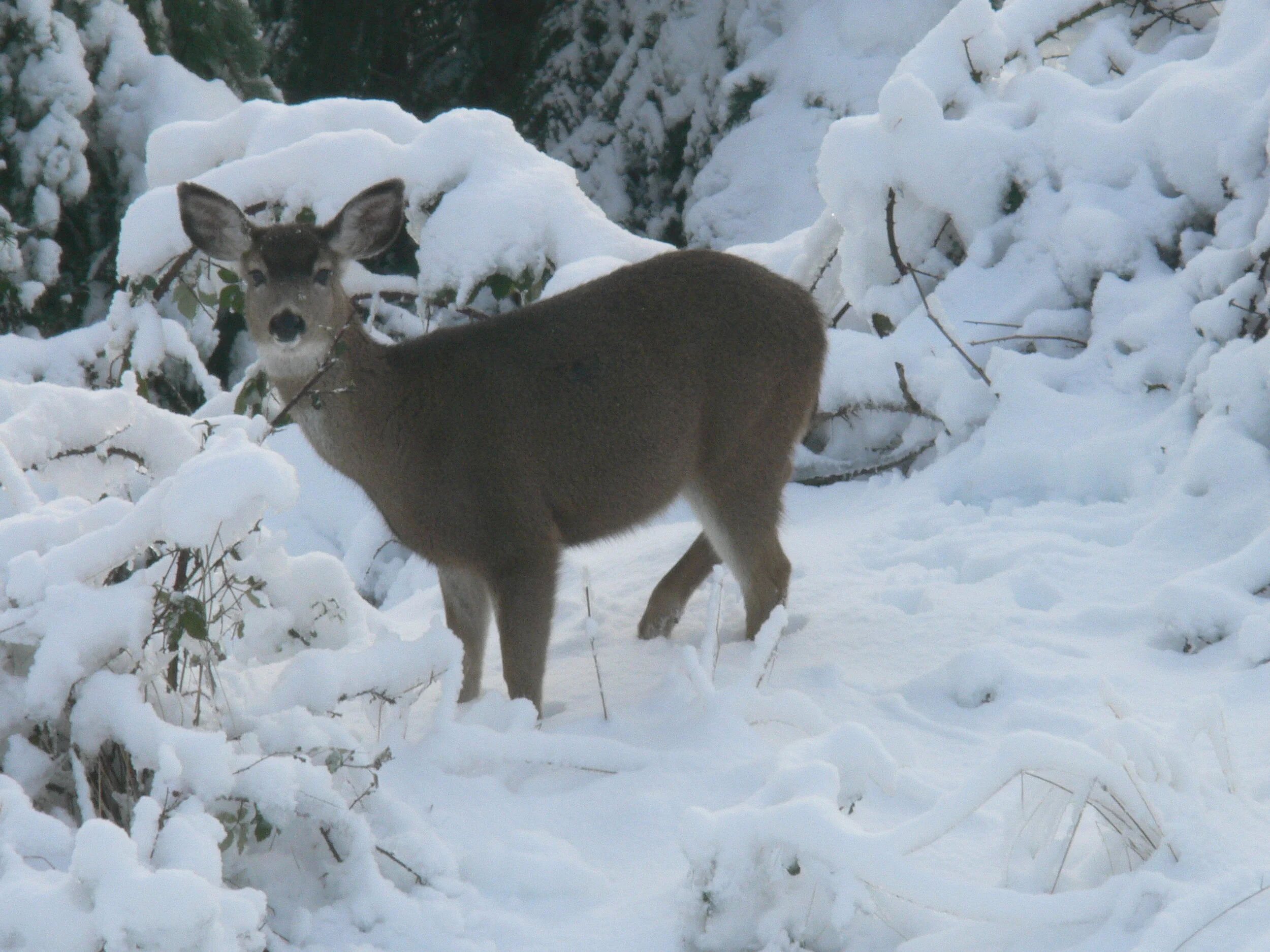 Deer In Heavy Snow.JPG