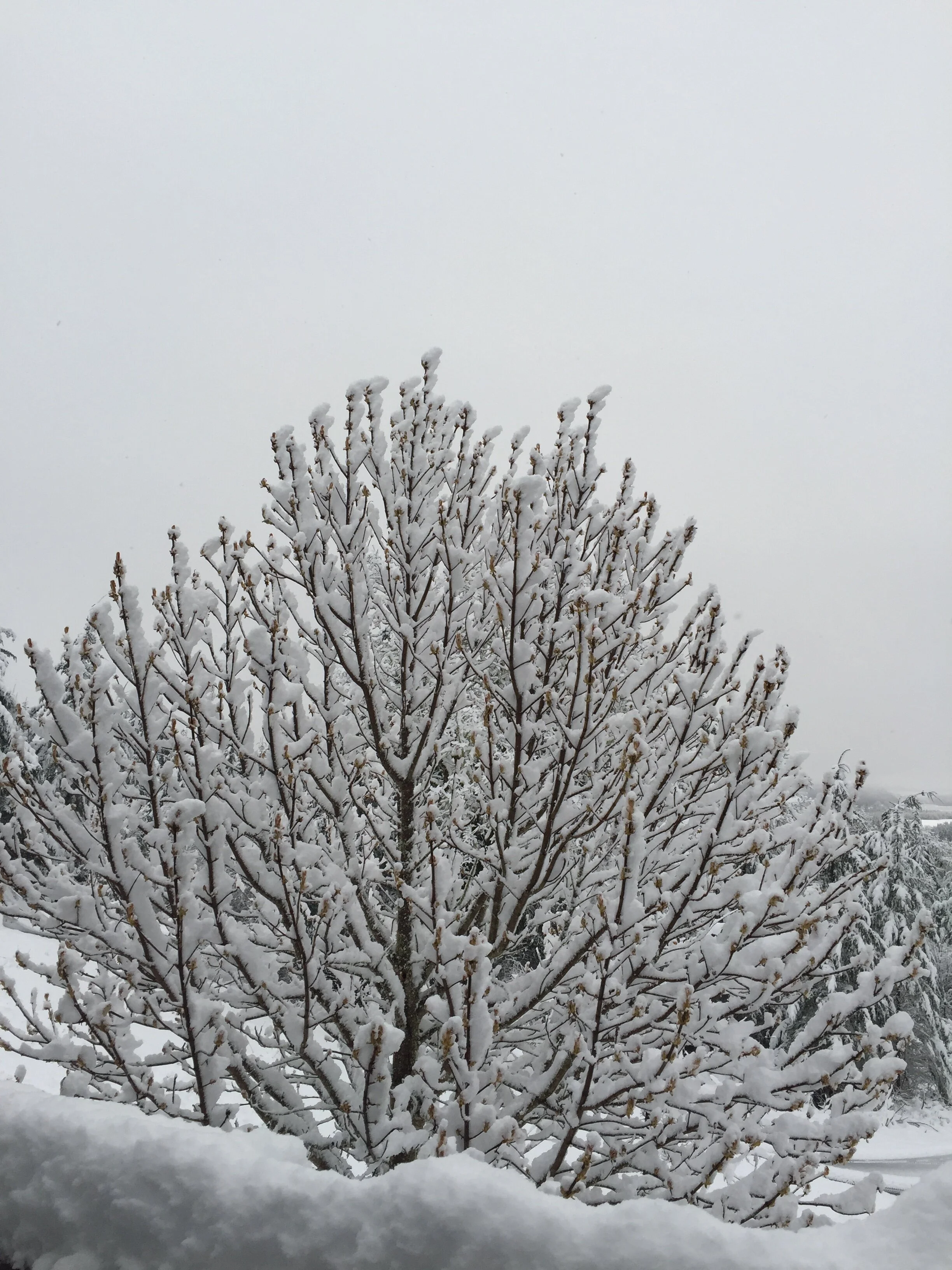 Chestnut Snowfall.JPG
