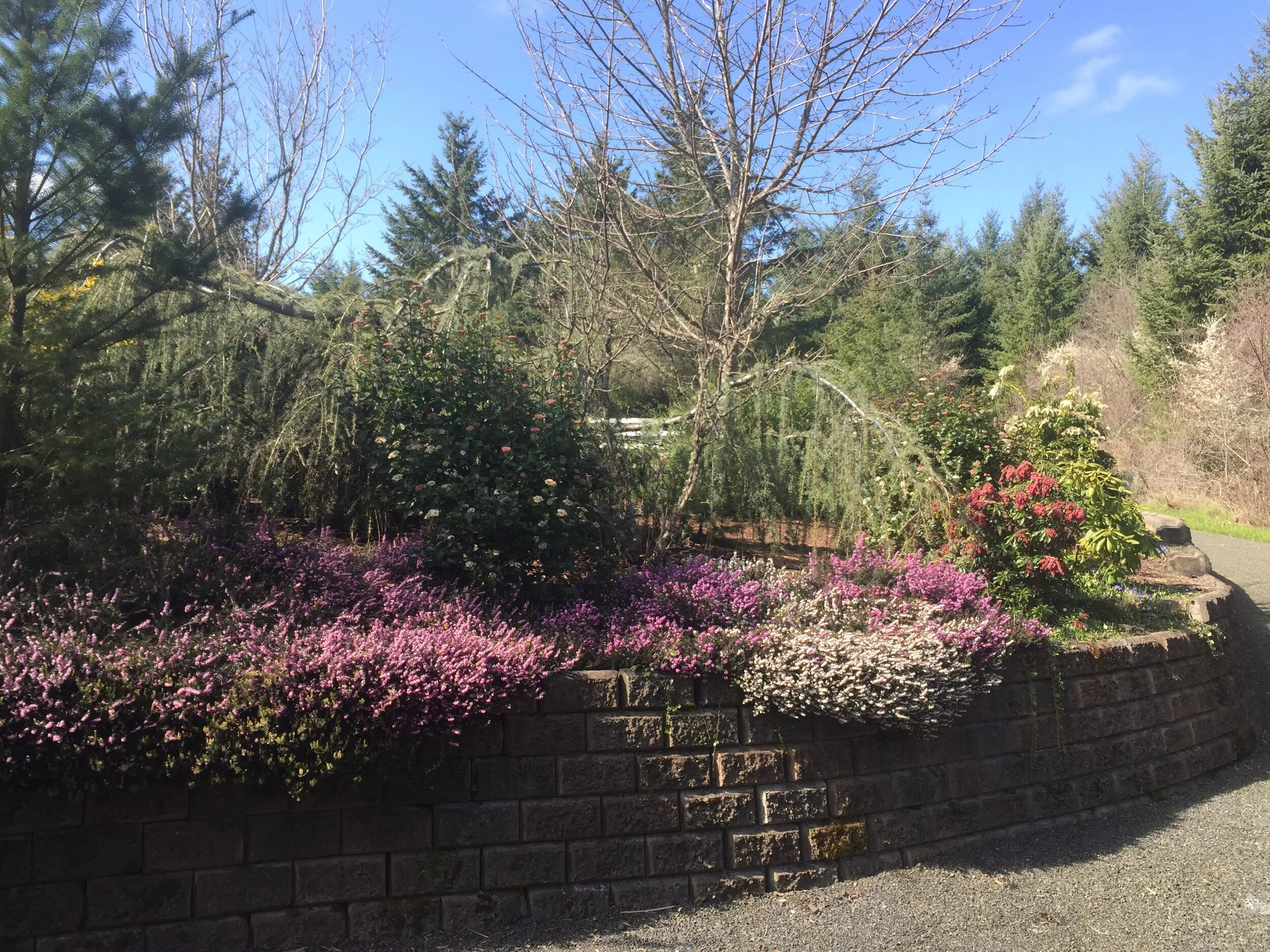 Early Spring Blooms.JPG