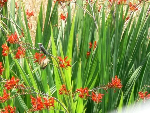 Hummingbird Crocosmia.JPG
