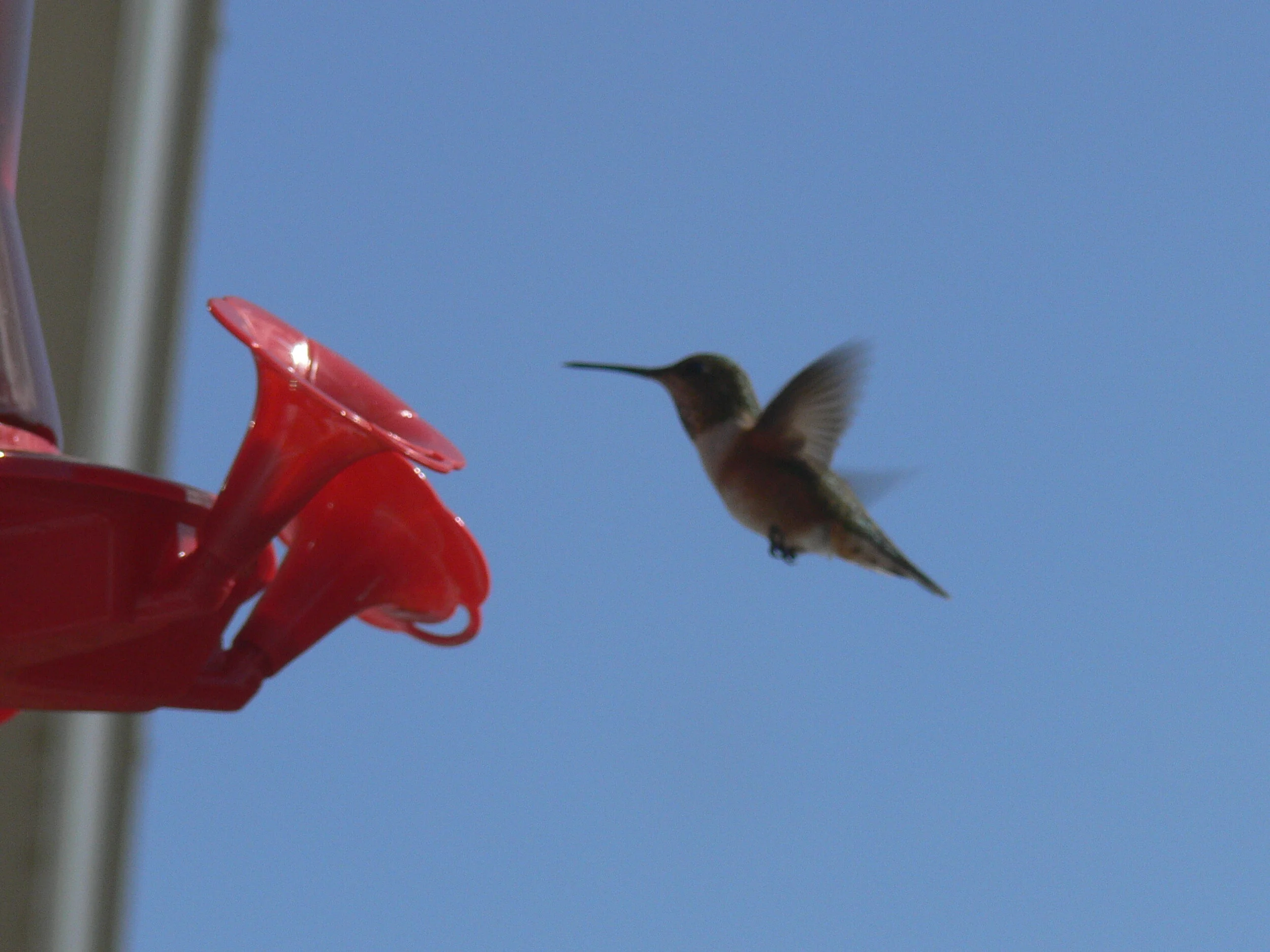 Hummingbird Feeding.JPG