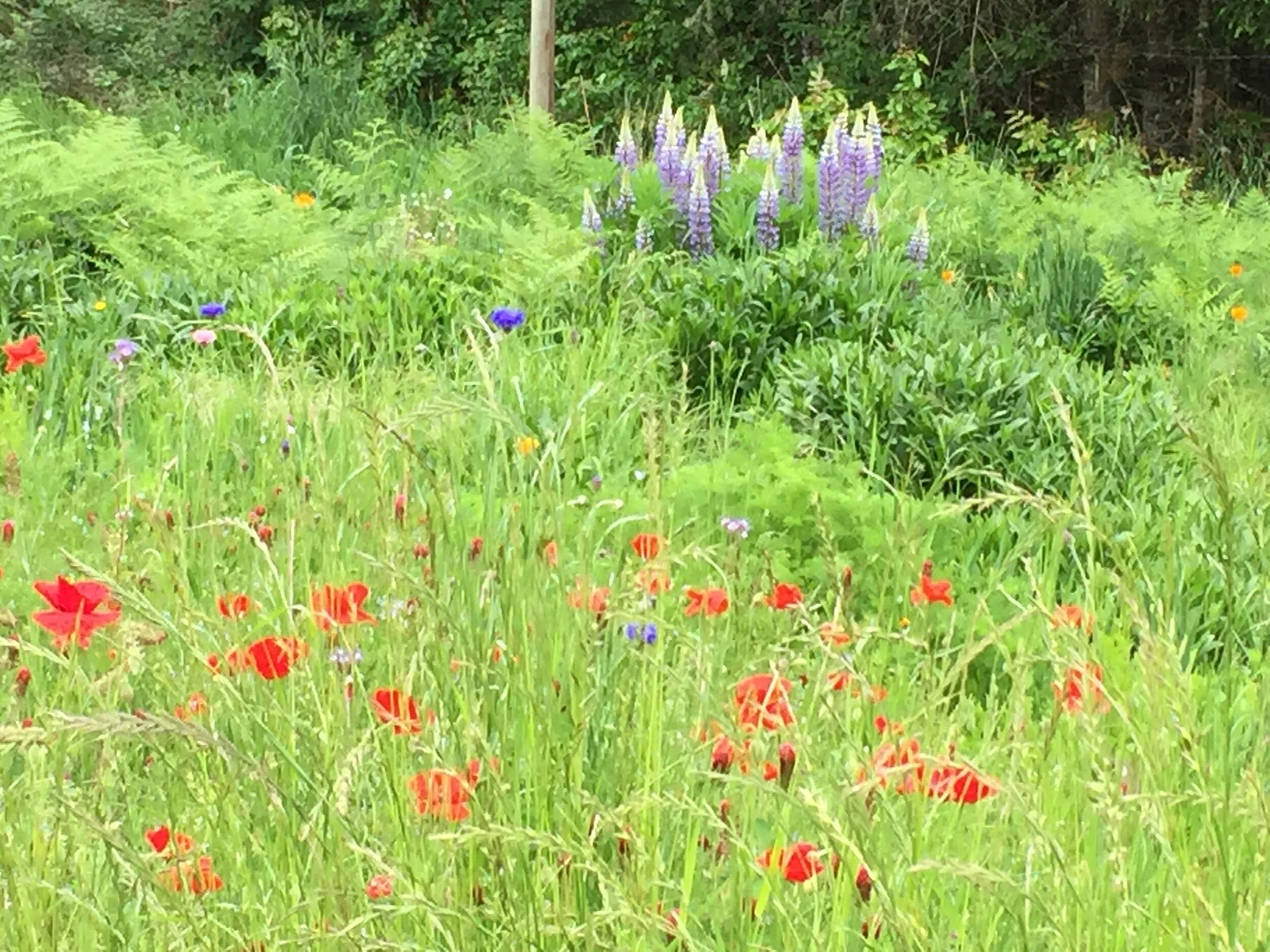 Lupines and Wild Flowers.JPG