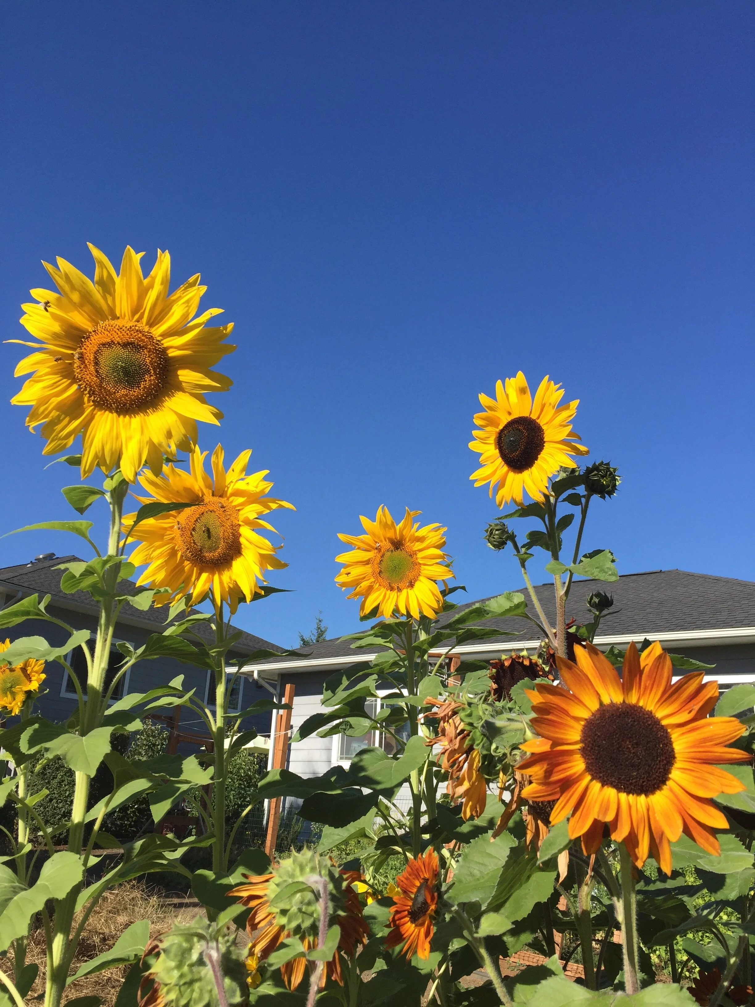 Summer Sunflowers.JPG