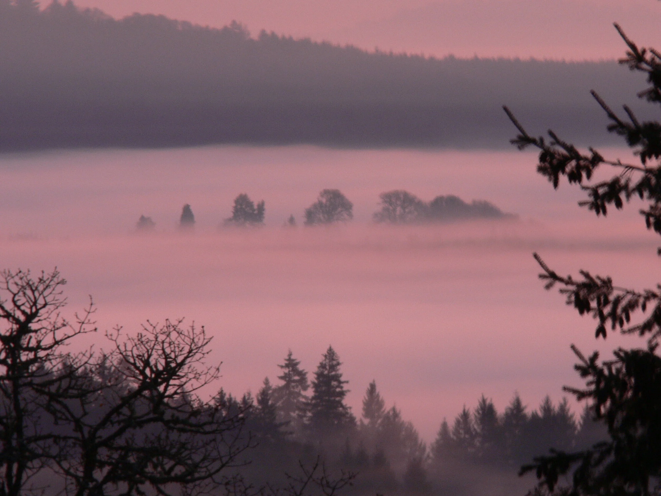 Valley Trees Ascending From Fog.JPG