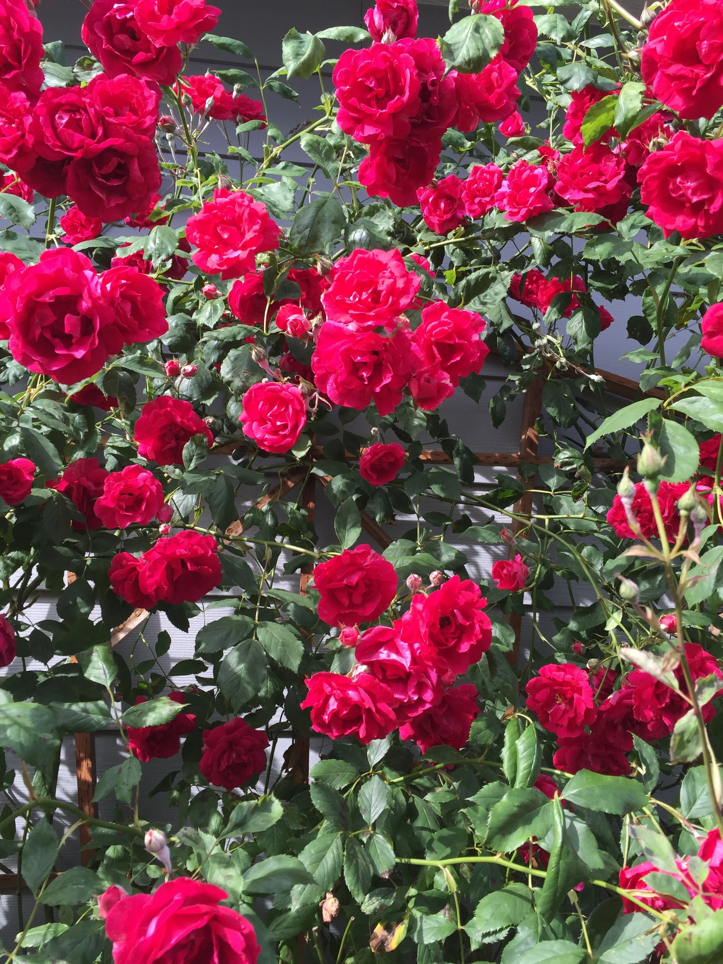Climbing Roses.JPG