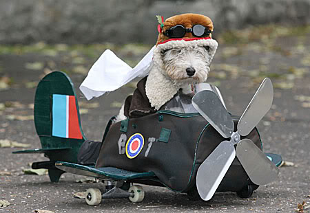 cartoon-dog-with-pilot-goggles_1046040.jpg