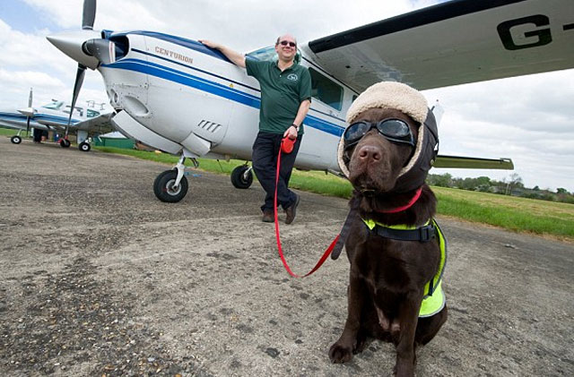 140505-DogPilot.jpg