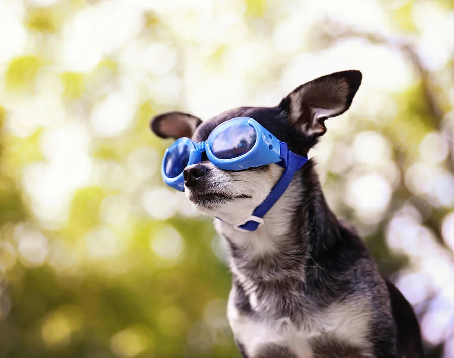 dog flying goggles