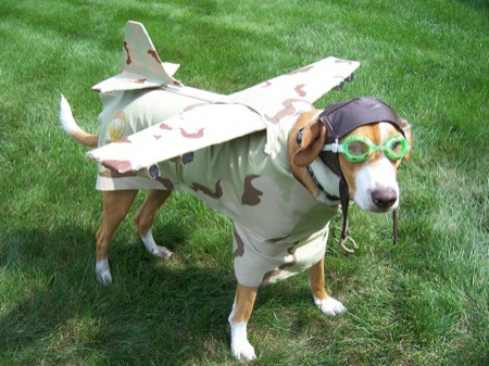 dog-dressed-as-pilot-plane.jpg
