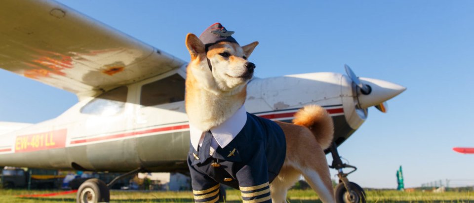 Dog-Plane-Shutterstock-e1554985643753.jpg