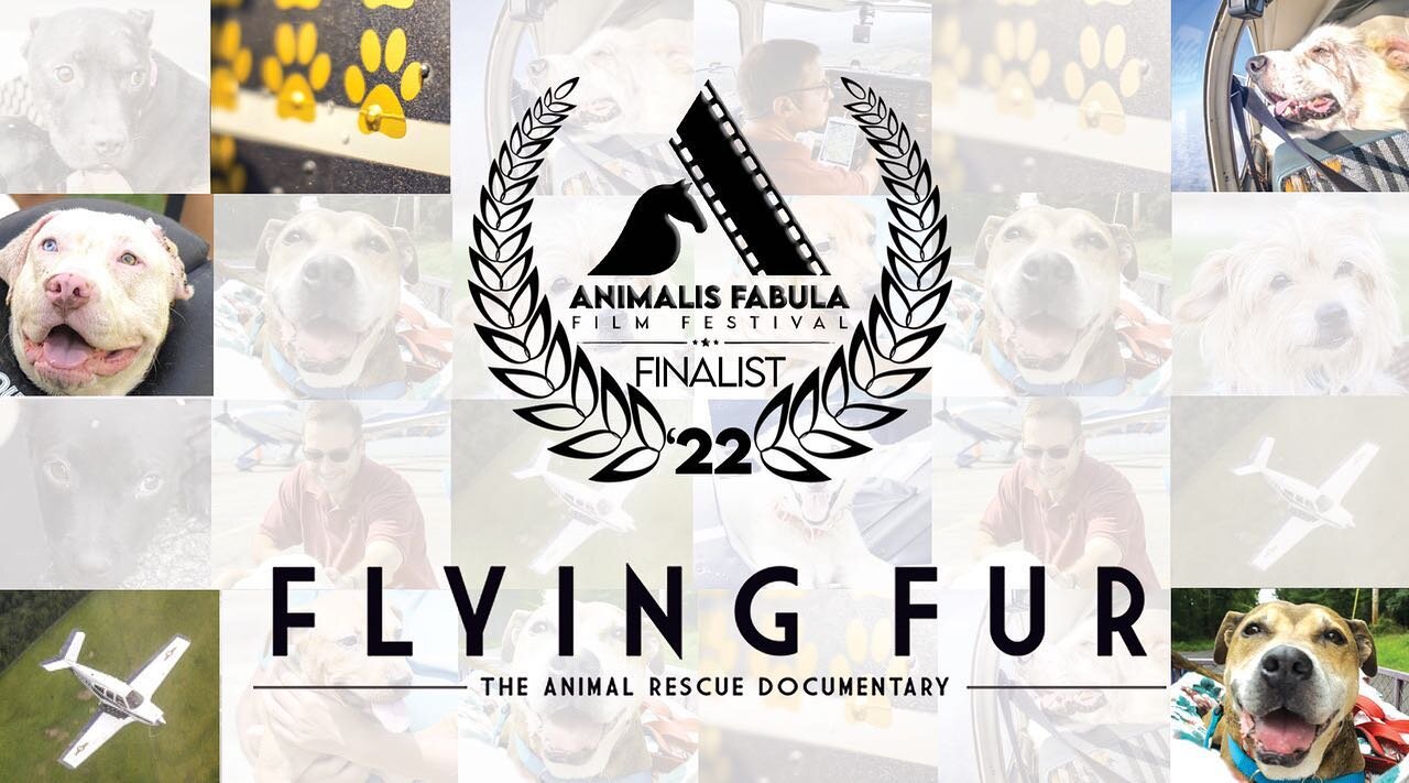 Pawsome News!! 
Flying Fur is a FINALIST in the 2022 #AniFab Film Festival! 

The Animalis Fabula Film Festival is a production of World Animal Awareness Society - WA2S.Org &amp; WA2S Films and World Animal Rescue Network. This is a festival dedicate