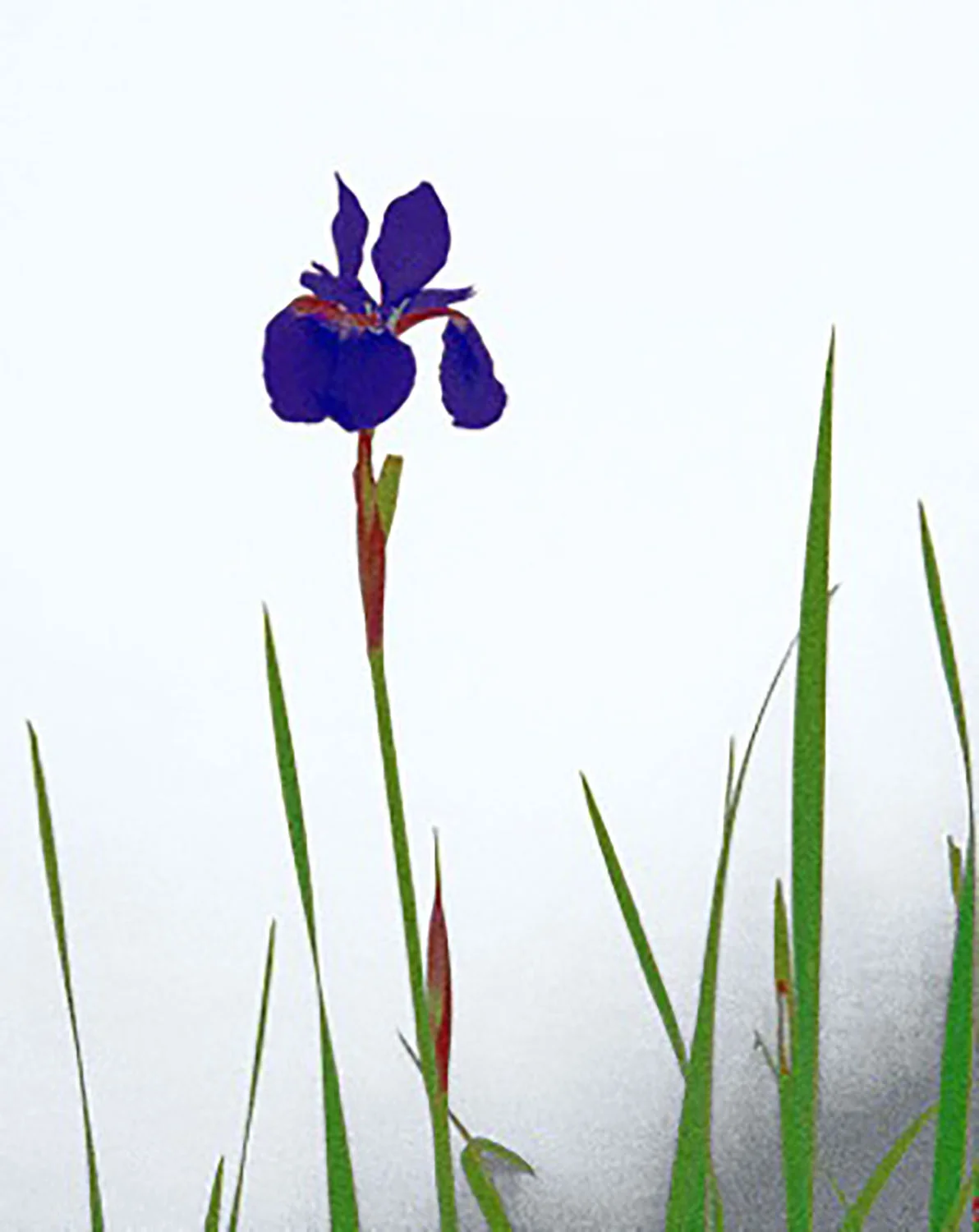 Iris Greeting 4.25 x 5.3"