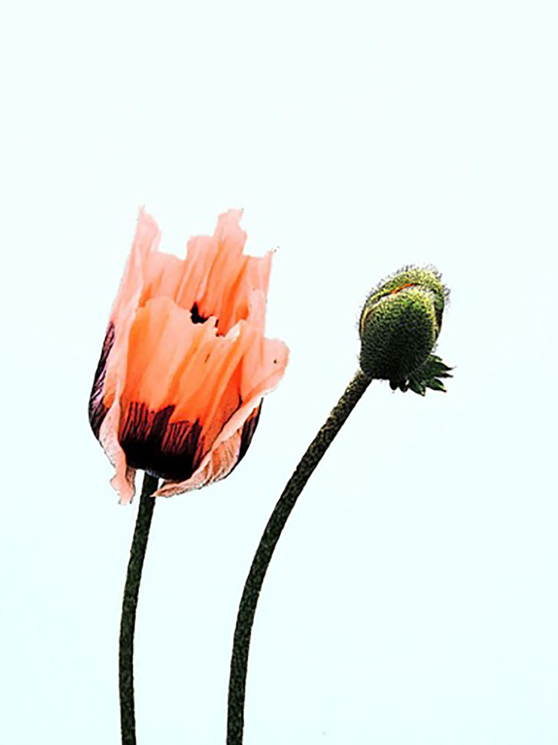   Leaning Poppies   7 x 5.25" 