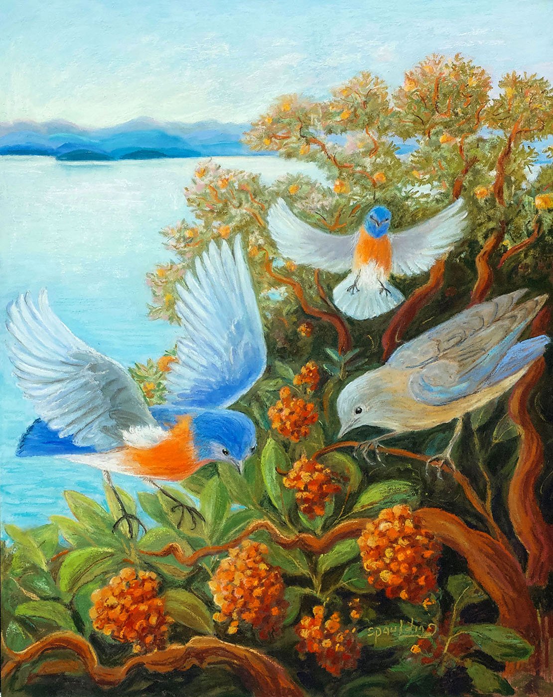   Bluebirds with Madrona Berries   Pastel on Panel 16 x 20” 