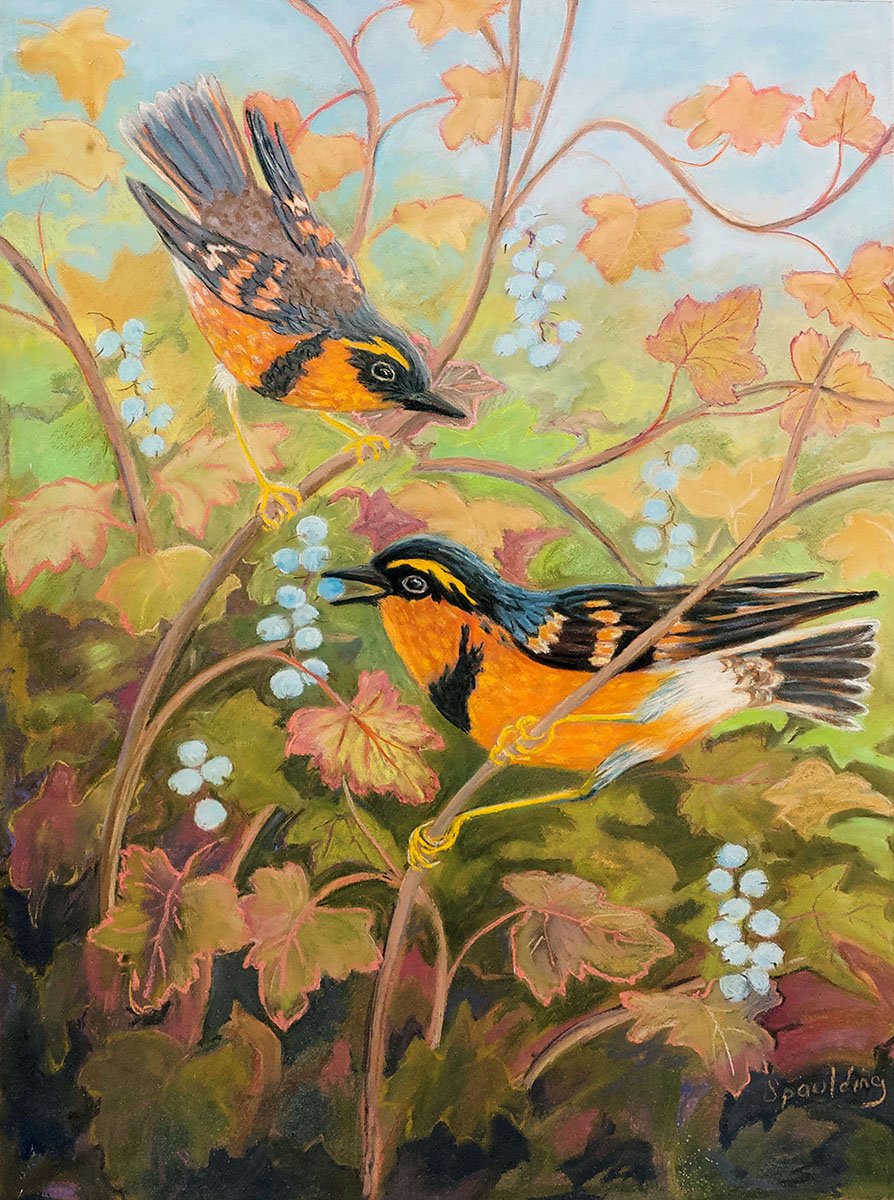   Varied Thrush with Wild Currant  Pastel 24” x 18” 