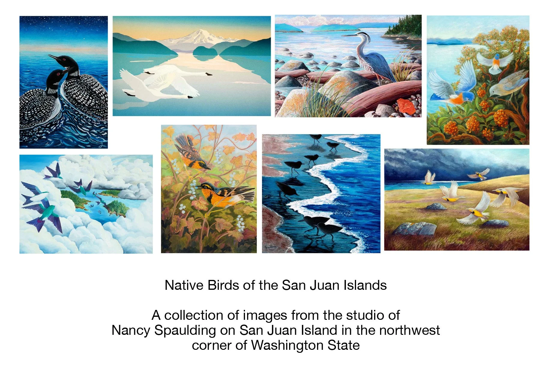 Native Birds Cards