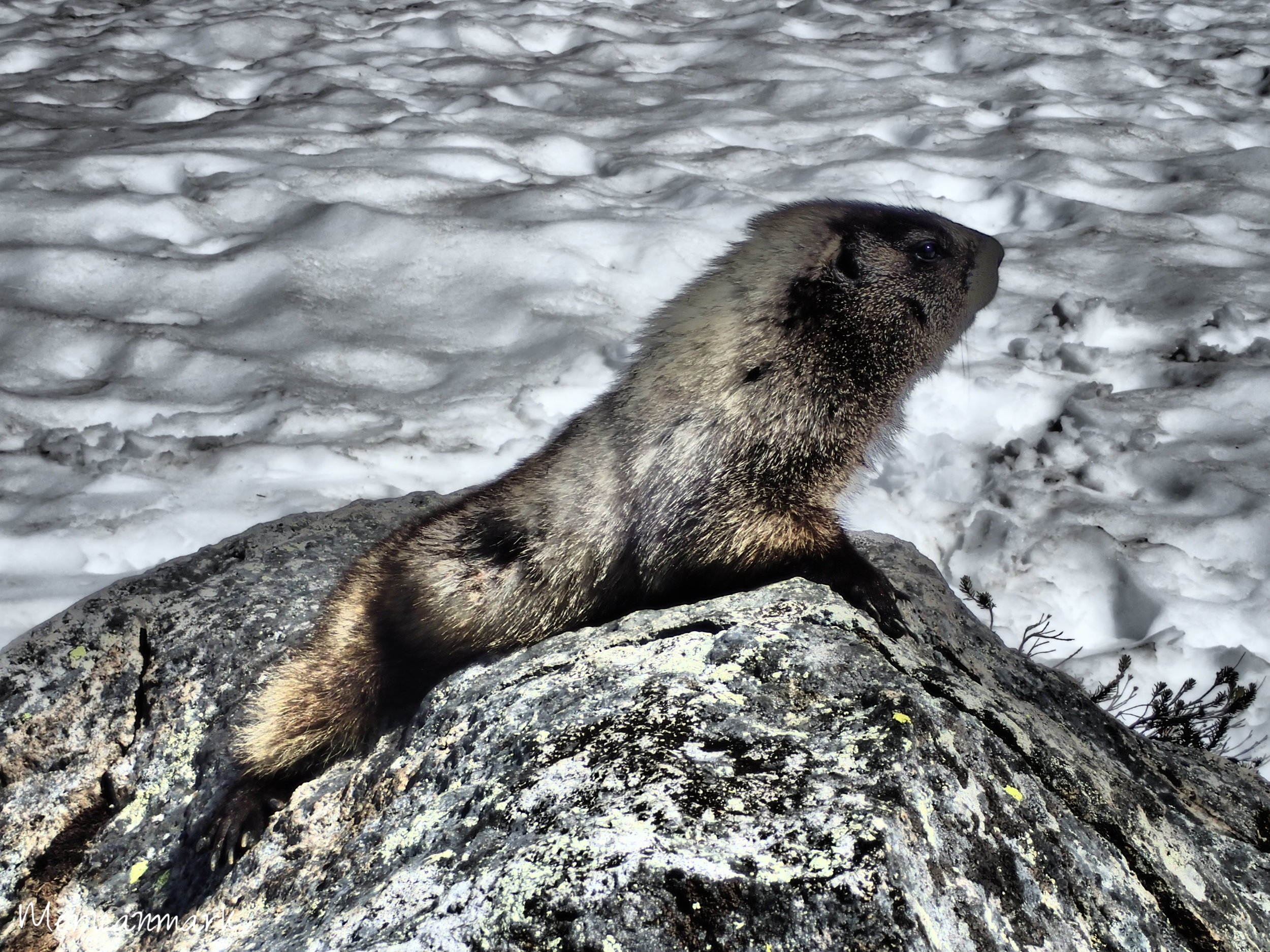 Marmot