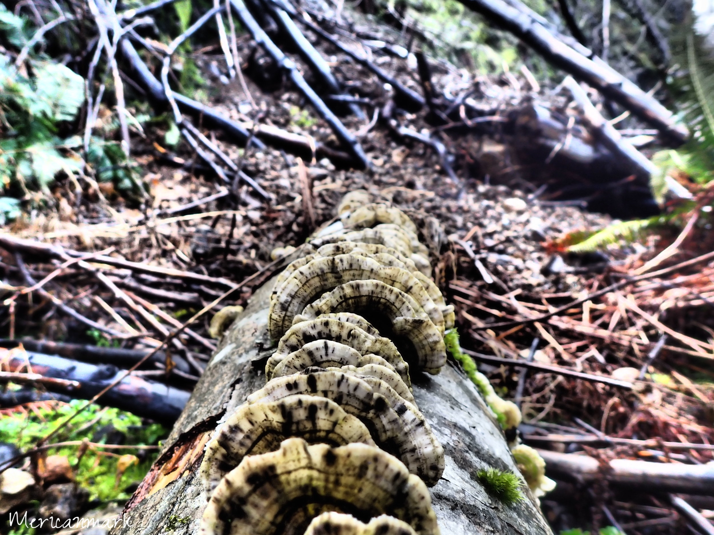 Forest Floor Fungus
