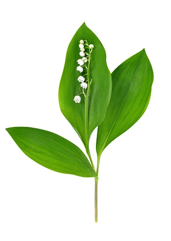 Maiglöckchen Blüten und Blätter