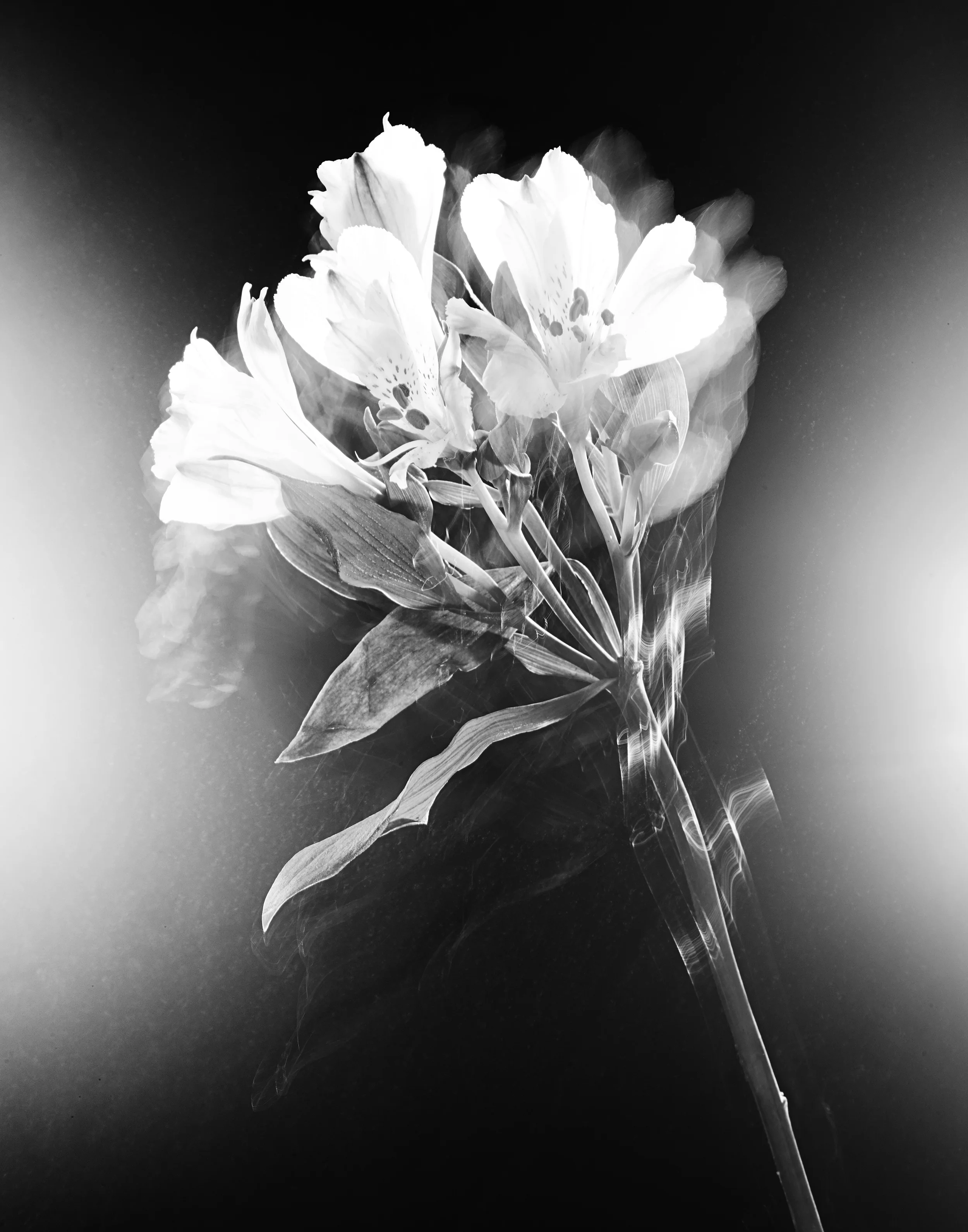 171023_Flowers37221_FFS.jpg
