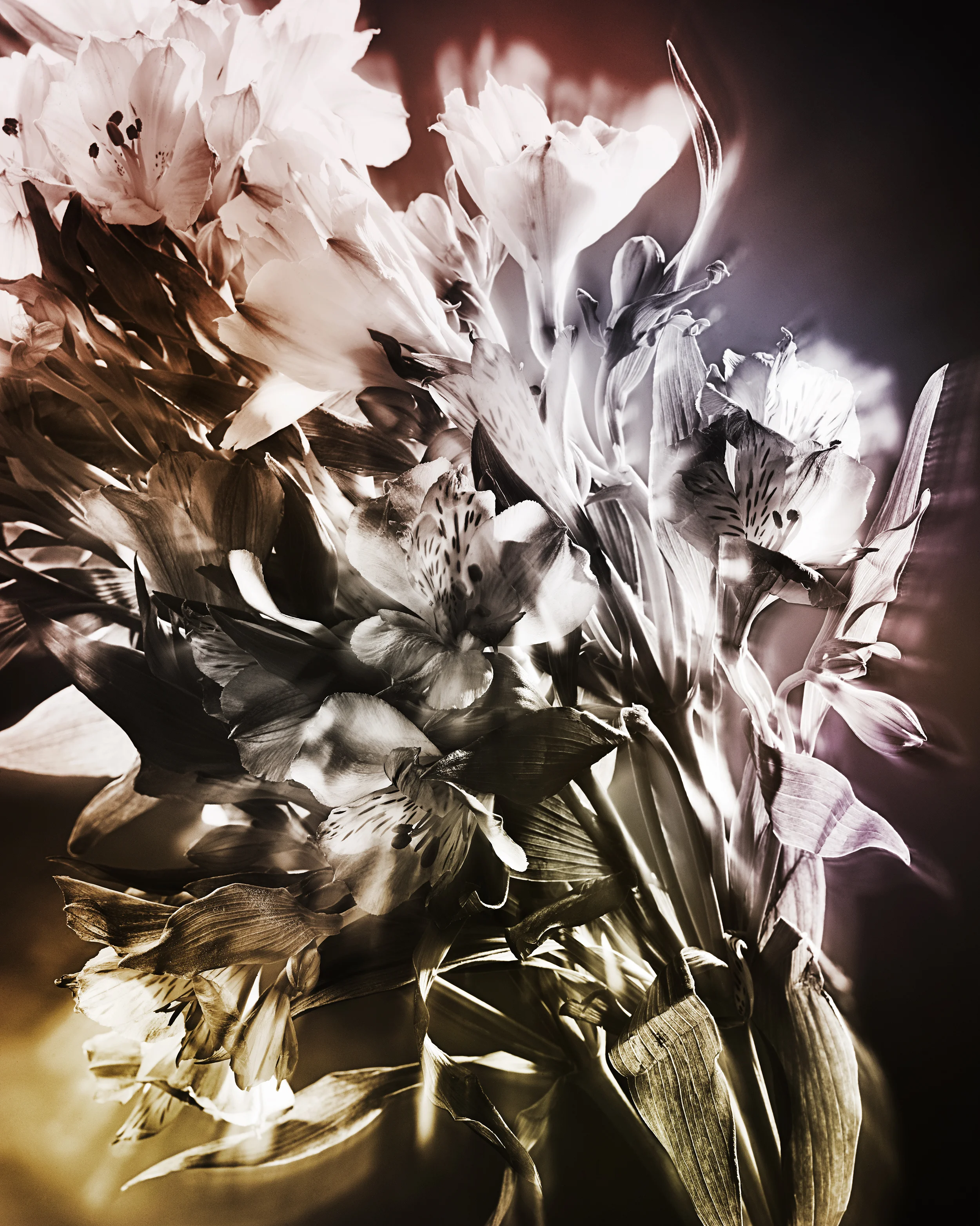 171023_Flowers37265_FFS.jpg