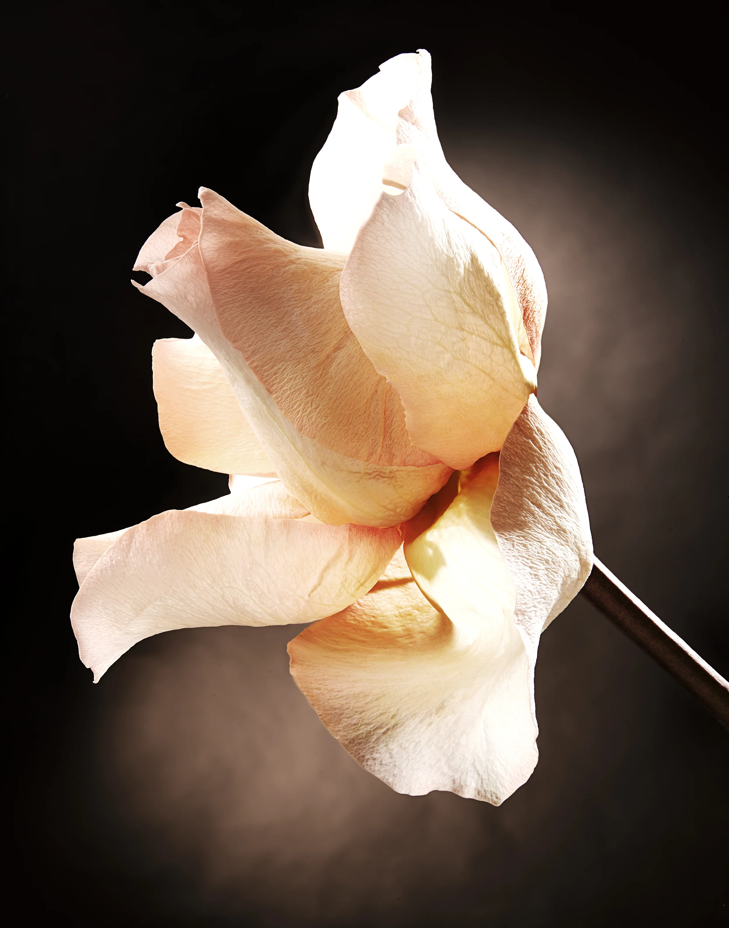171026_Rose_2_FFS.jpg