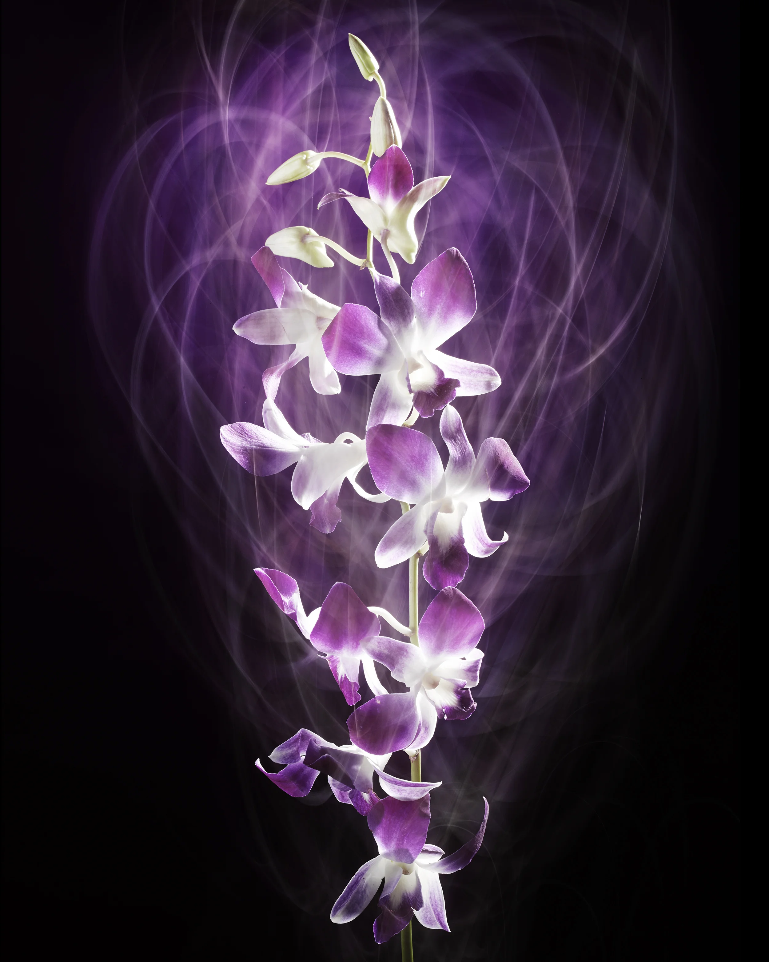 171029_Flowers38305.jpg