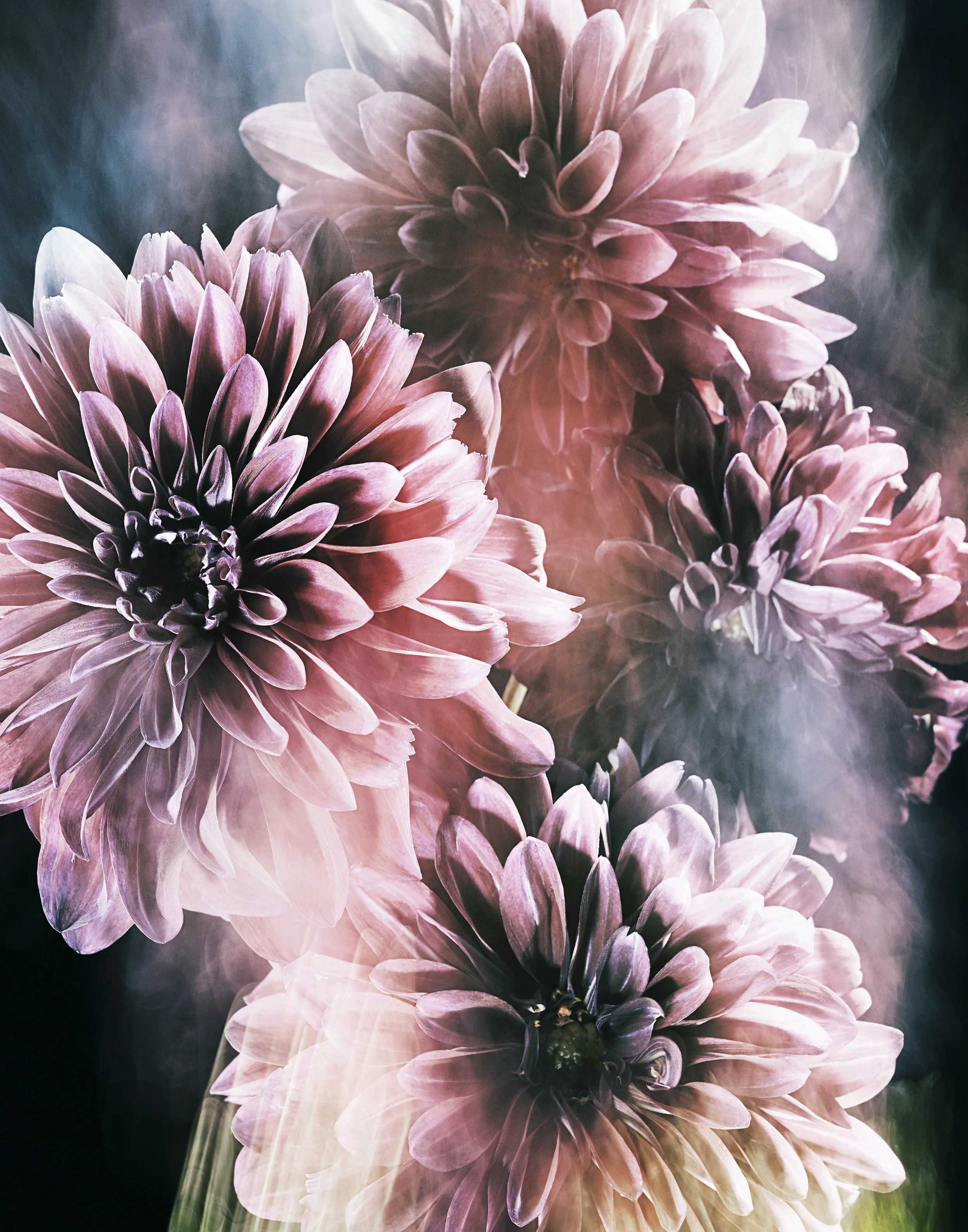 171029_Flowers38400_FFS.jpg