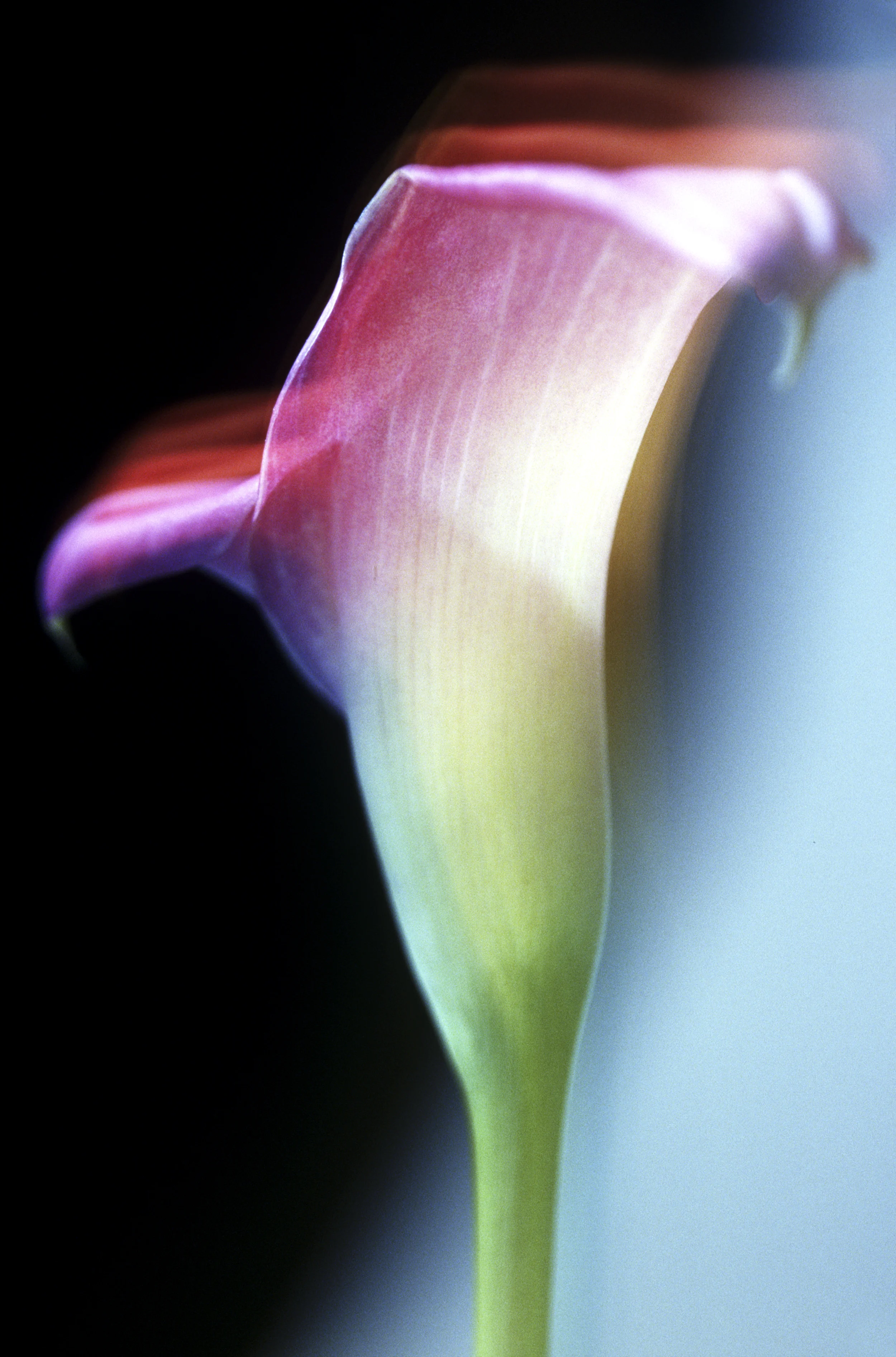 Flower_09.jpg