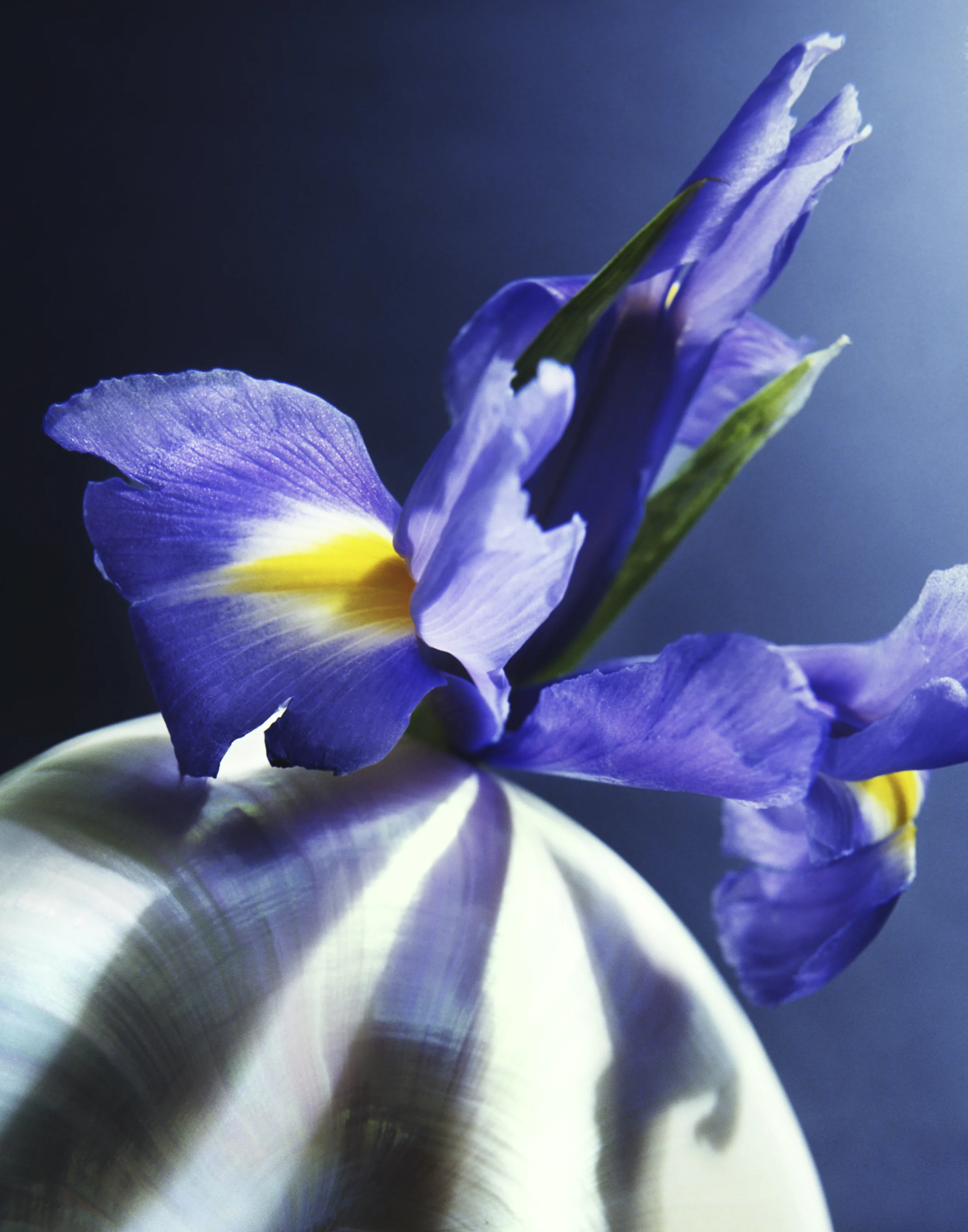 Flower_25B.jpg