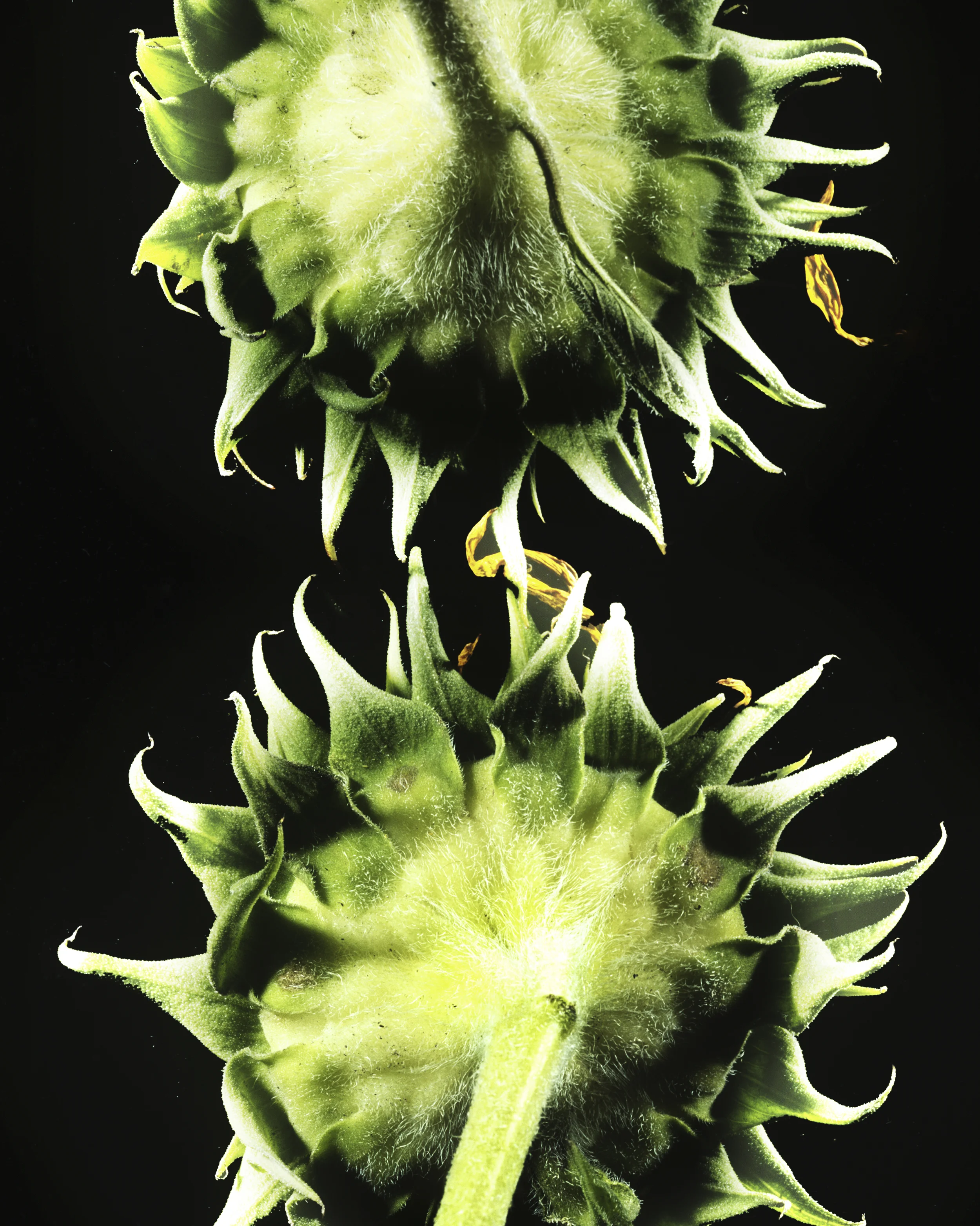 Flower_28.jpg