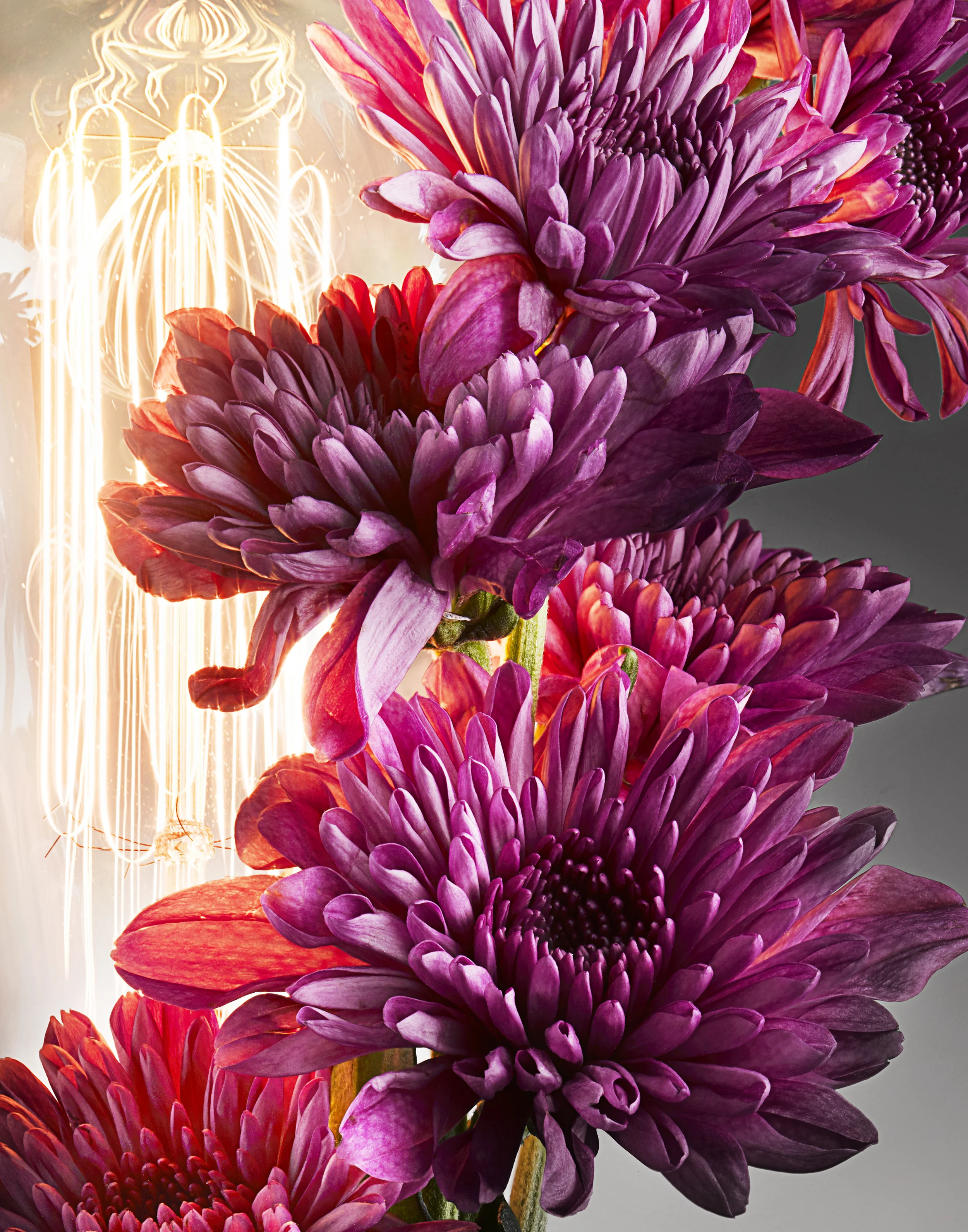 FLOWER_LIGHT_RED_BULB_FFS_CROP.jpg