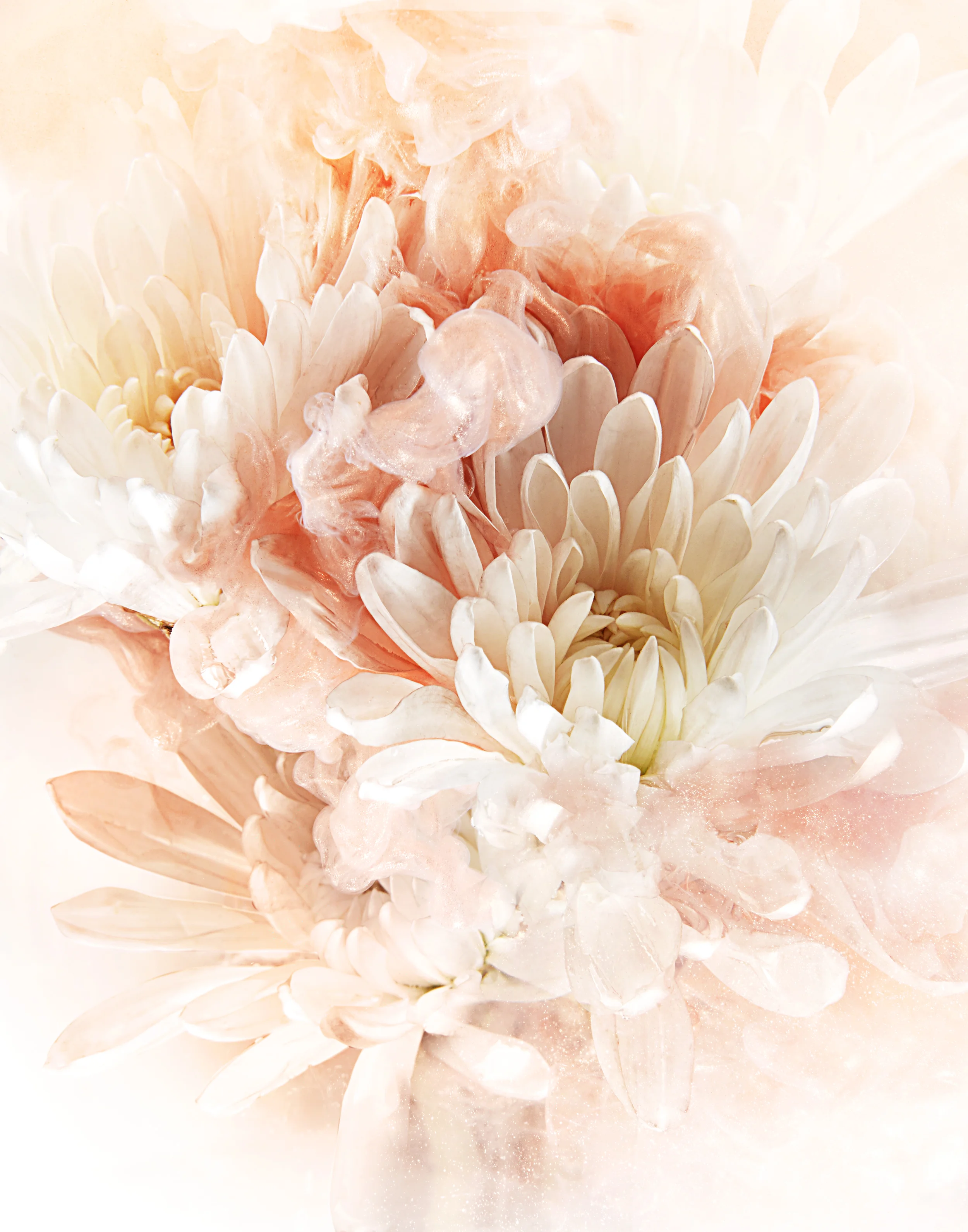 FLOWER_ORANGE_WHITE_FFS.jpg