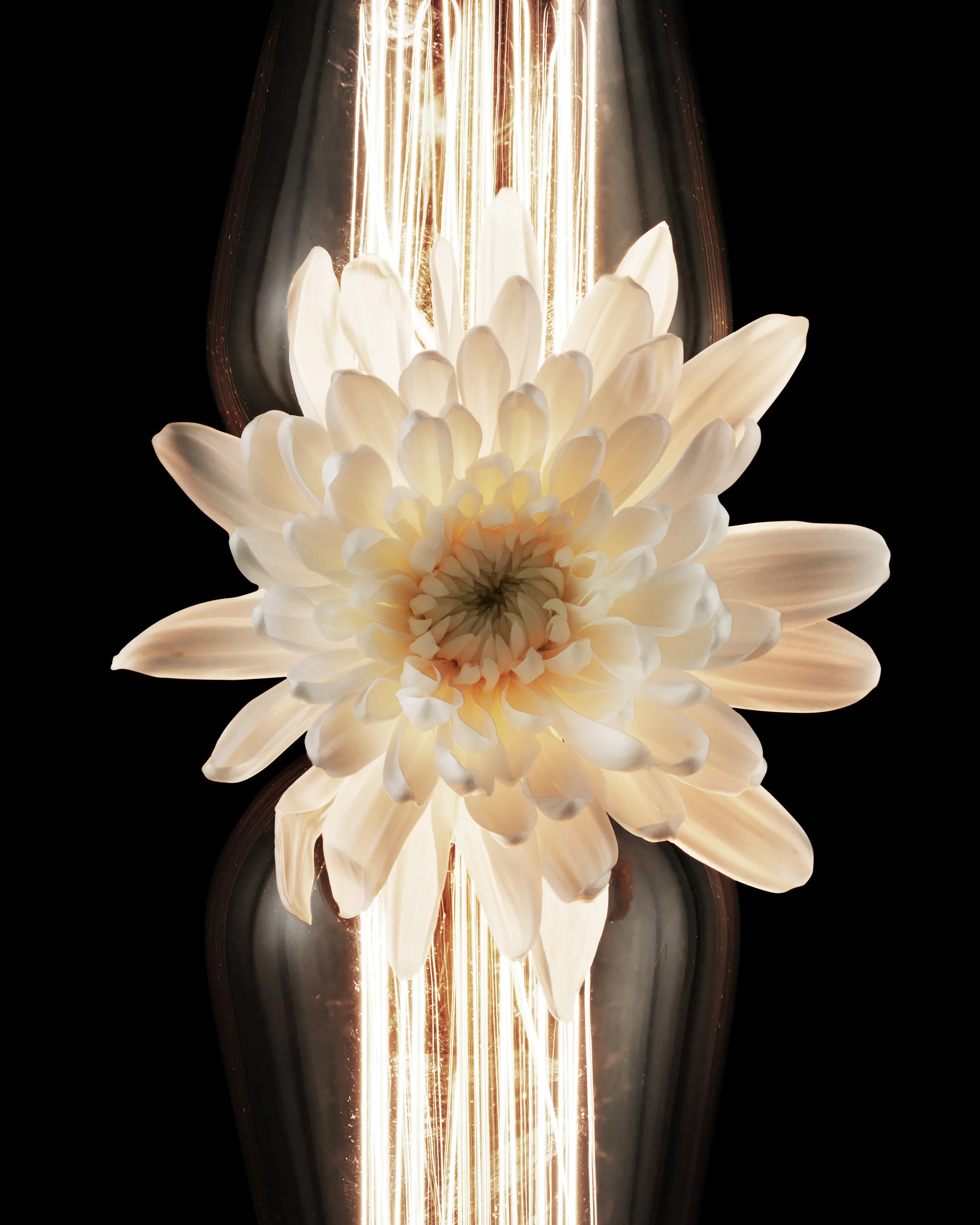FLOWER_WHT_LIGHT_BULB_A_FFS.jpg